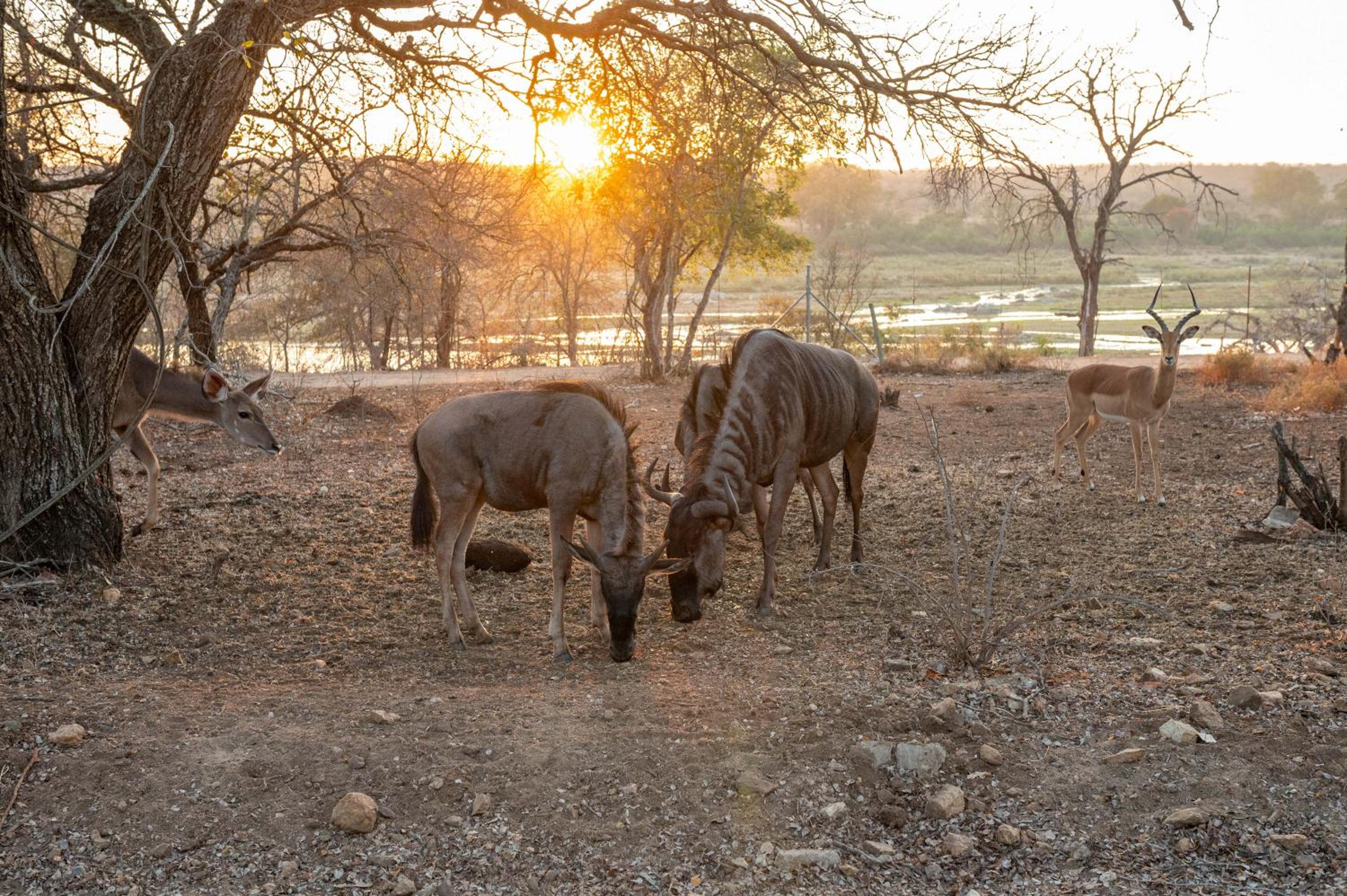Foxy Crocodile Bush Lodge & Kruger Safaris