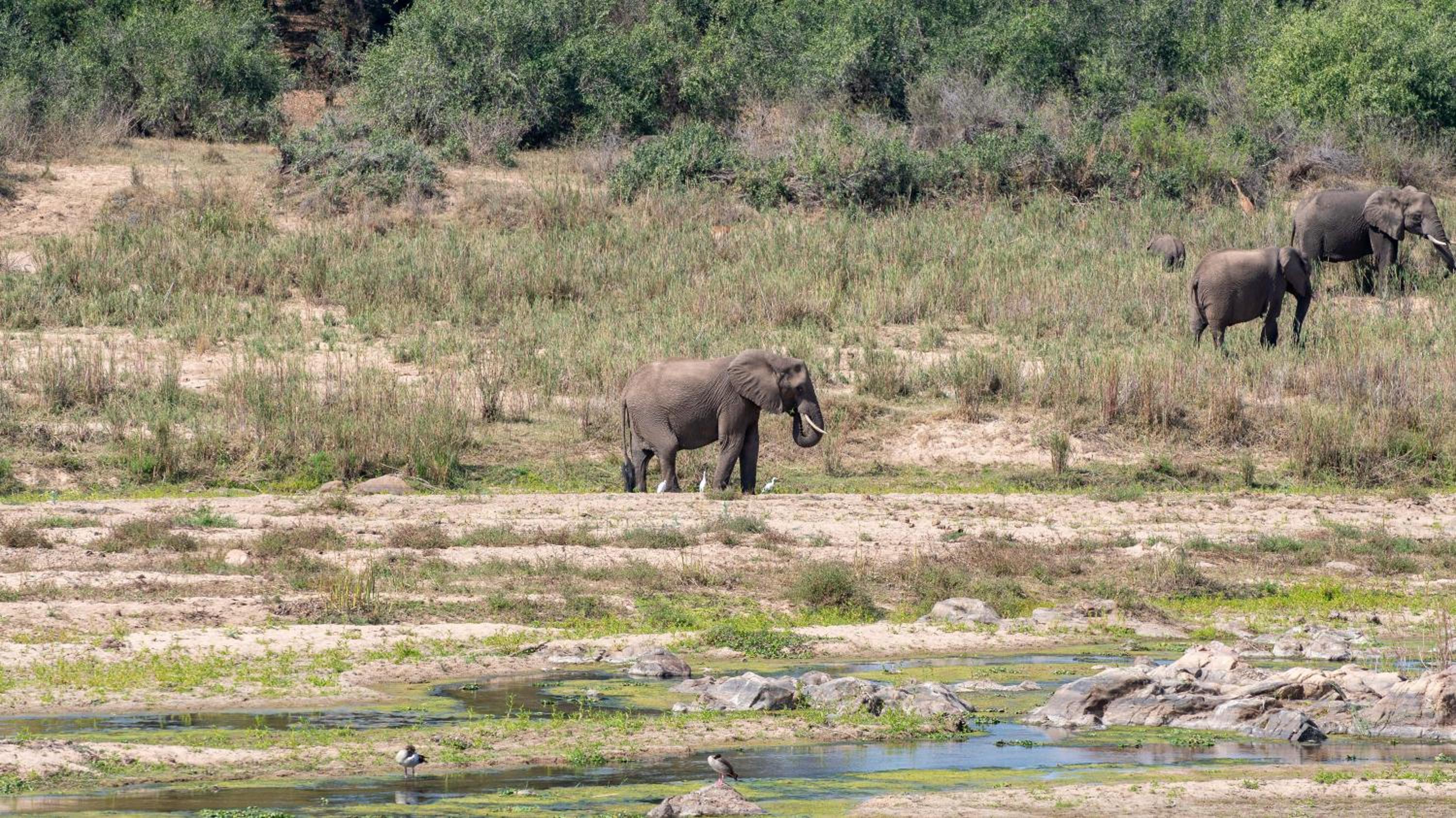 Foxy Crocodile Bush Lodge & Kruger Safaris