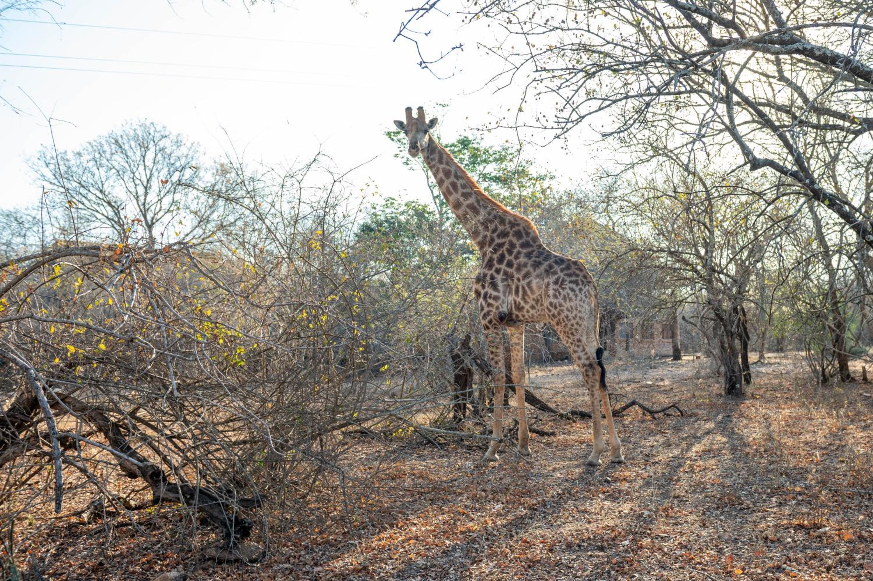 Foxy Crocodile Bush Lodge & Kruger Safaris