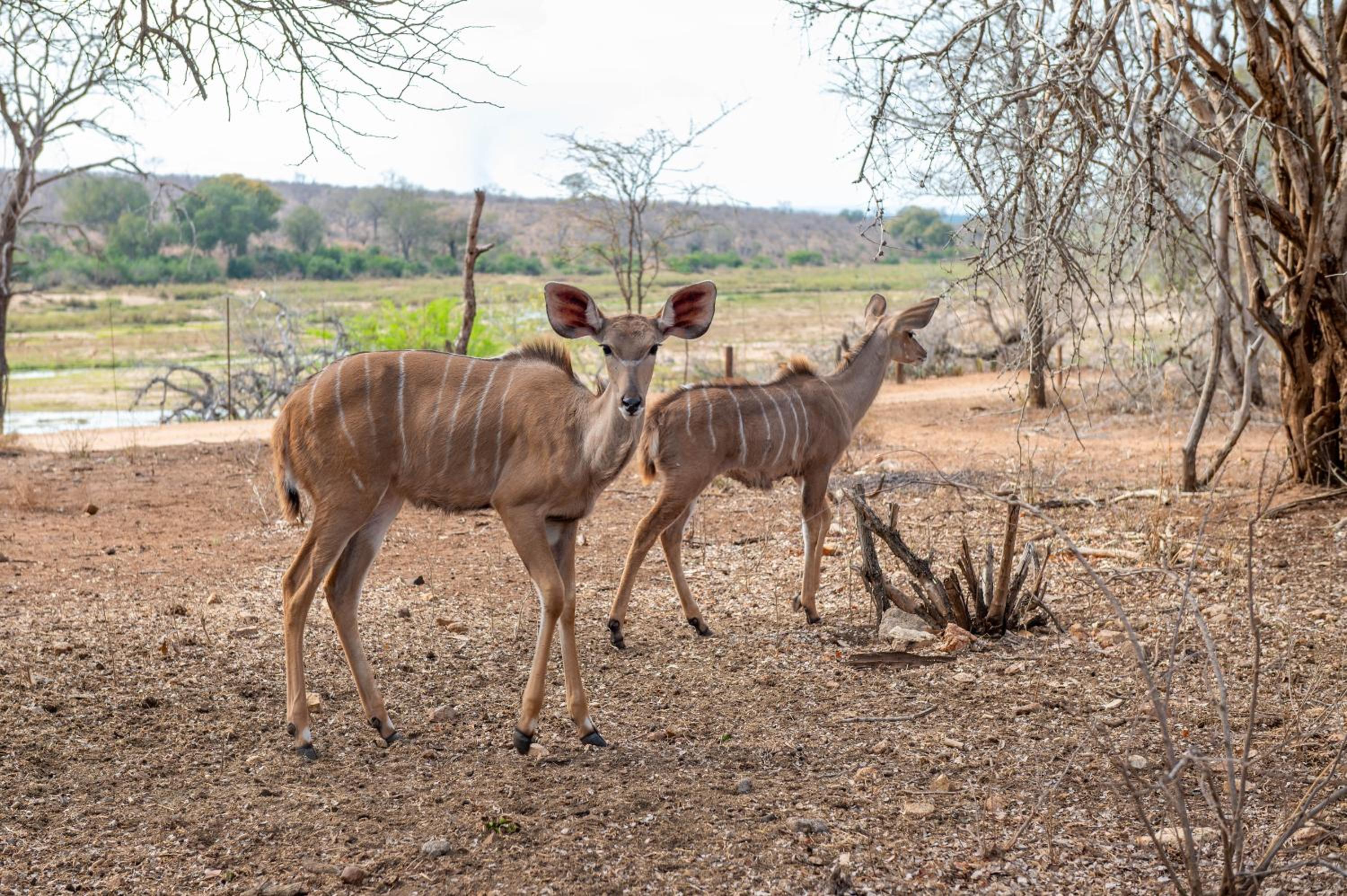 Foxy Crocodile Bush Lodge & Kruger Safaris