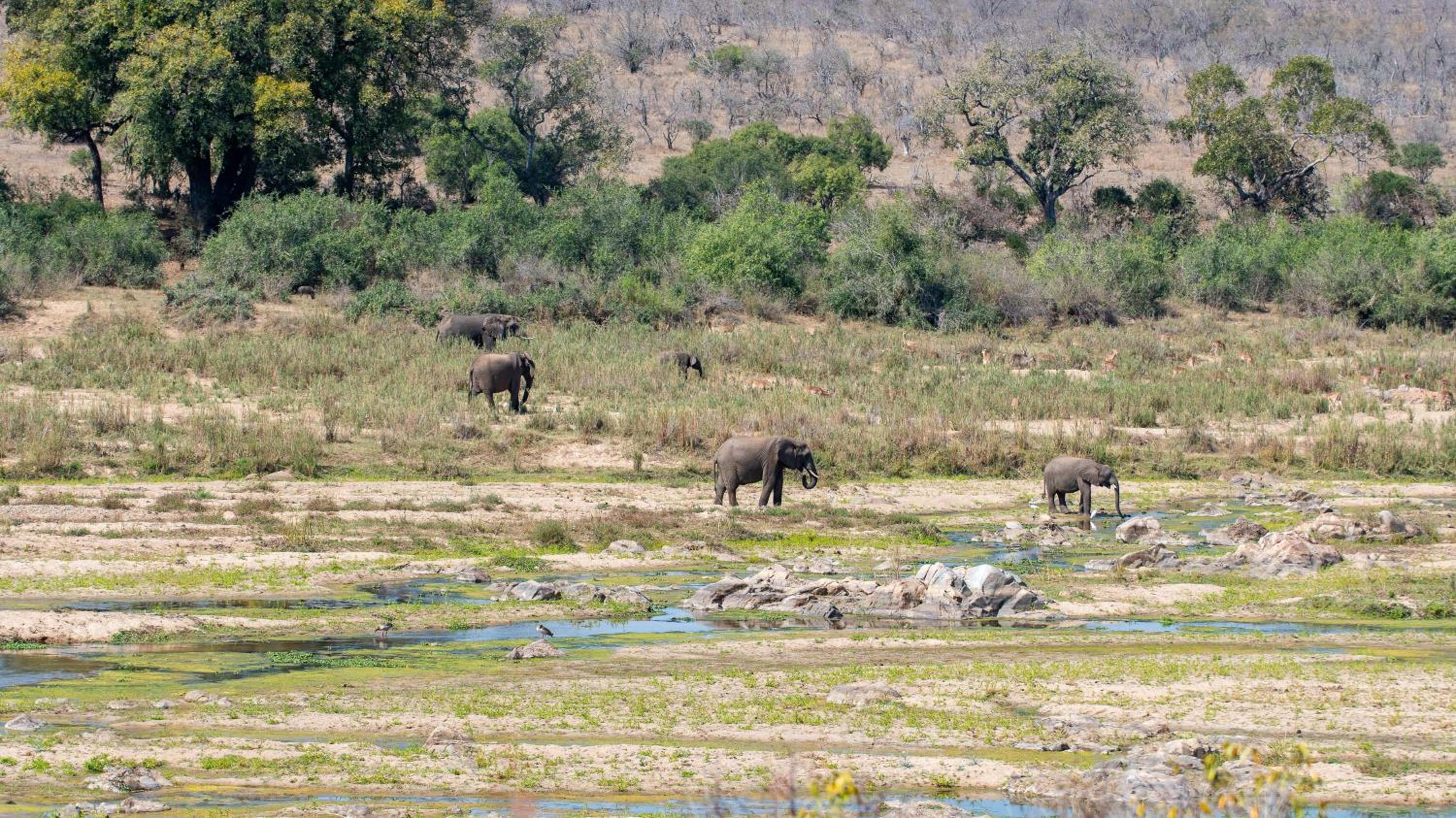 Foxy Crocodile Bush Lodge & Kruger Safaris