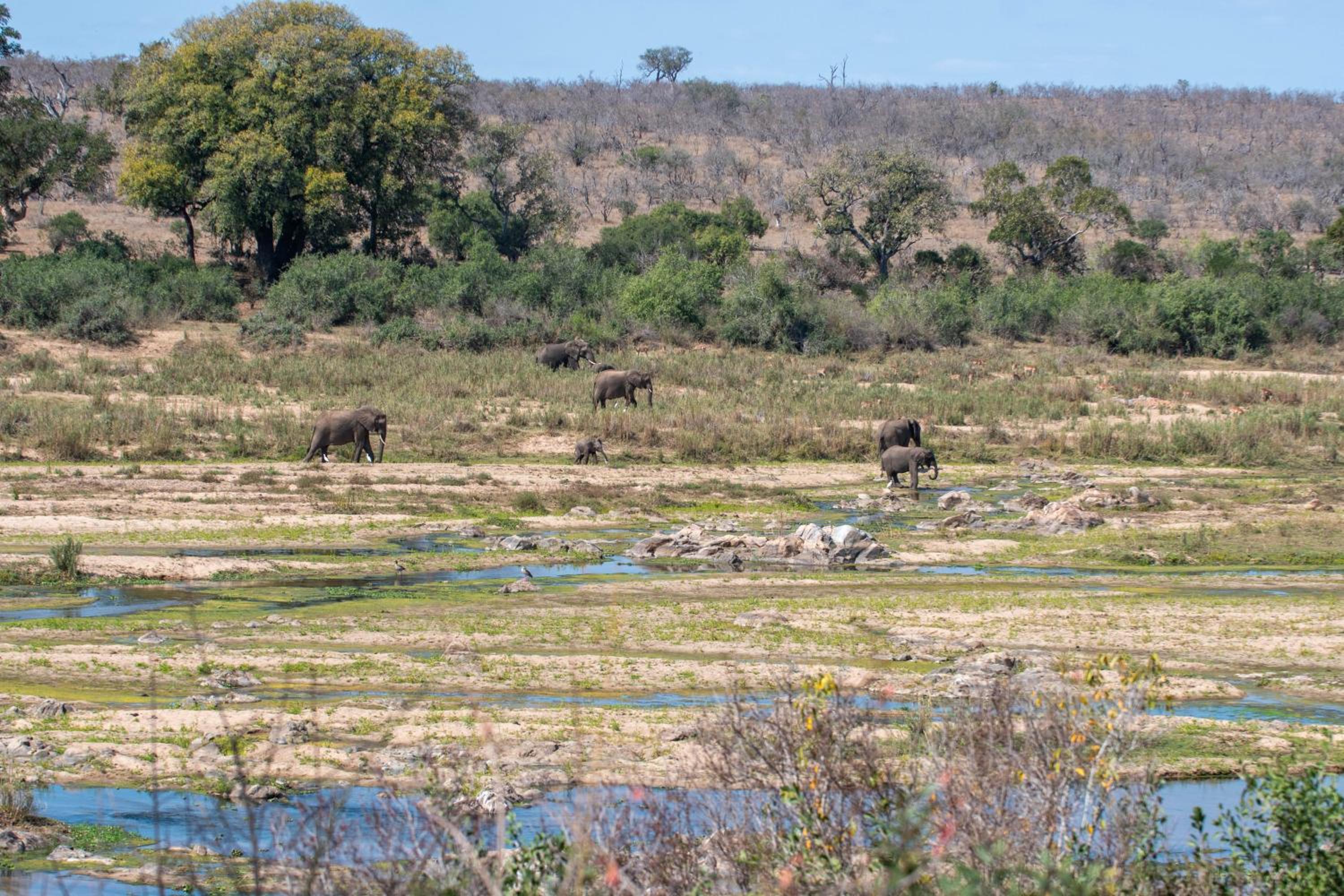 Foxy Crocodile Bush Lodge & Kruger Safaris