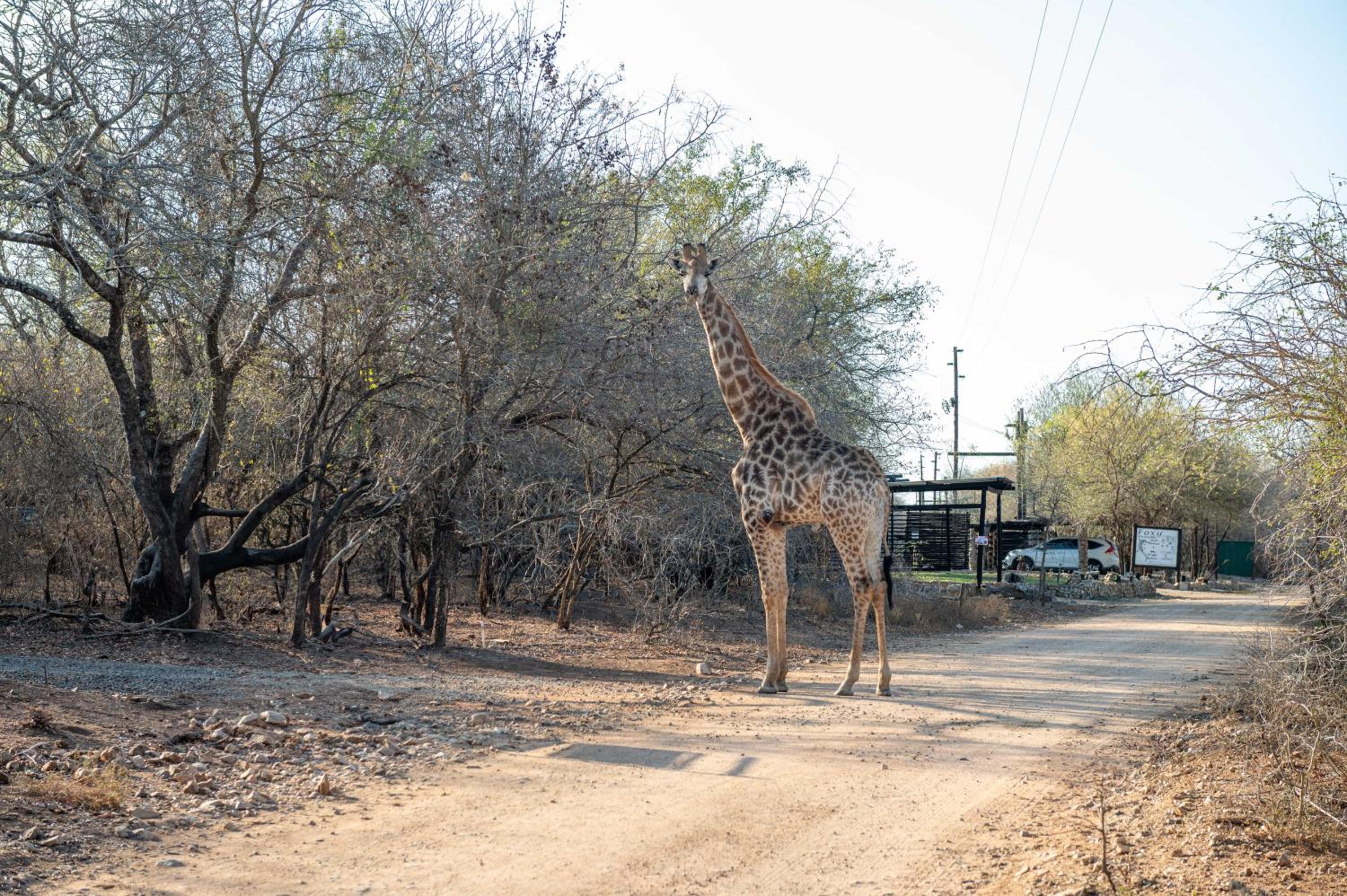 Foxy Crocodile Bush Lodge & Kruger Safaris