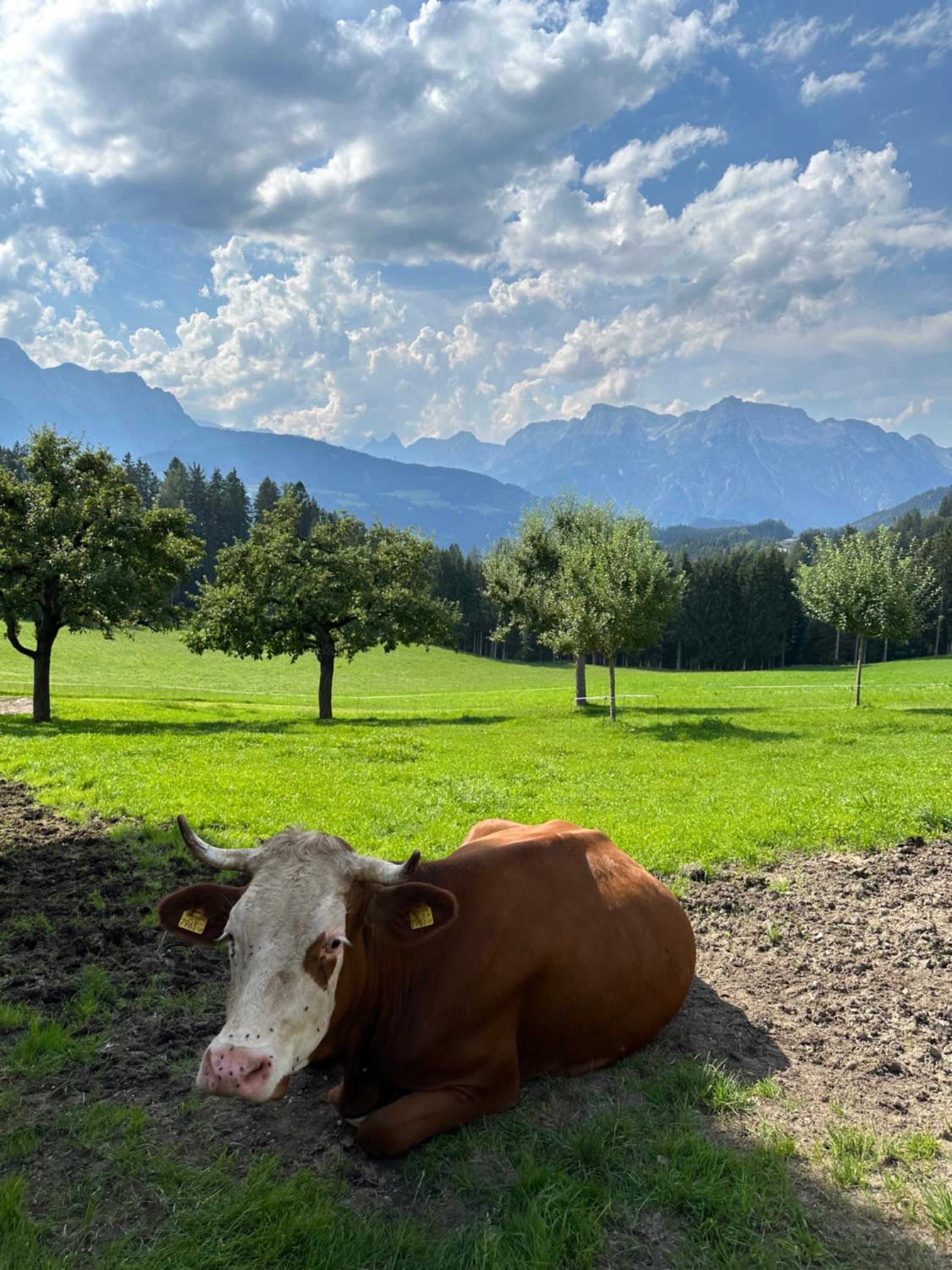 Frische Bergluft und ländlicher Charme - Ihr aktiver Urlaub am Mühlauhof