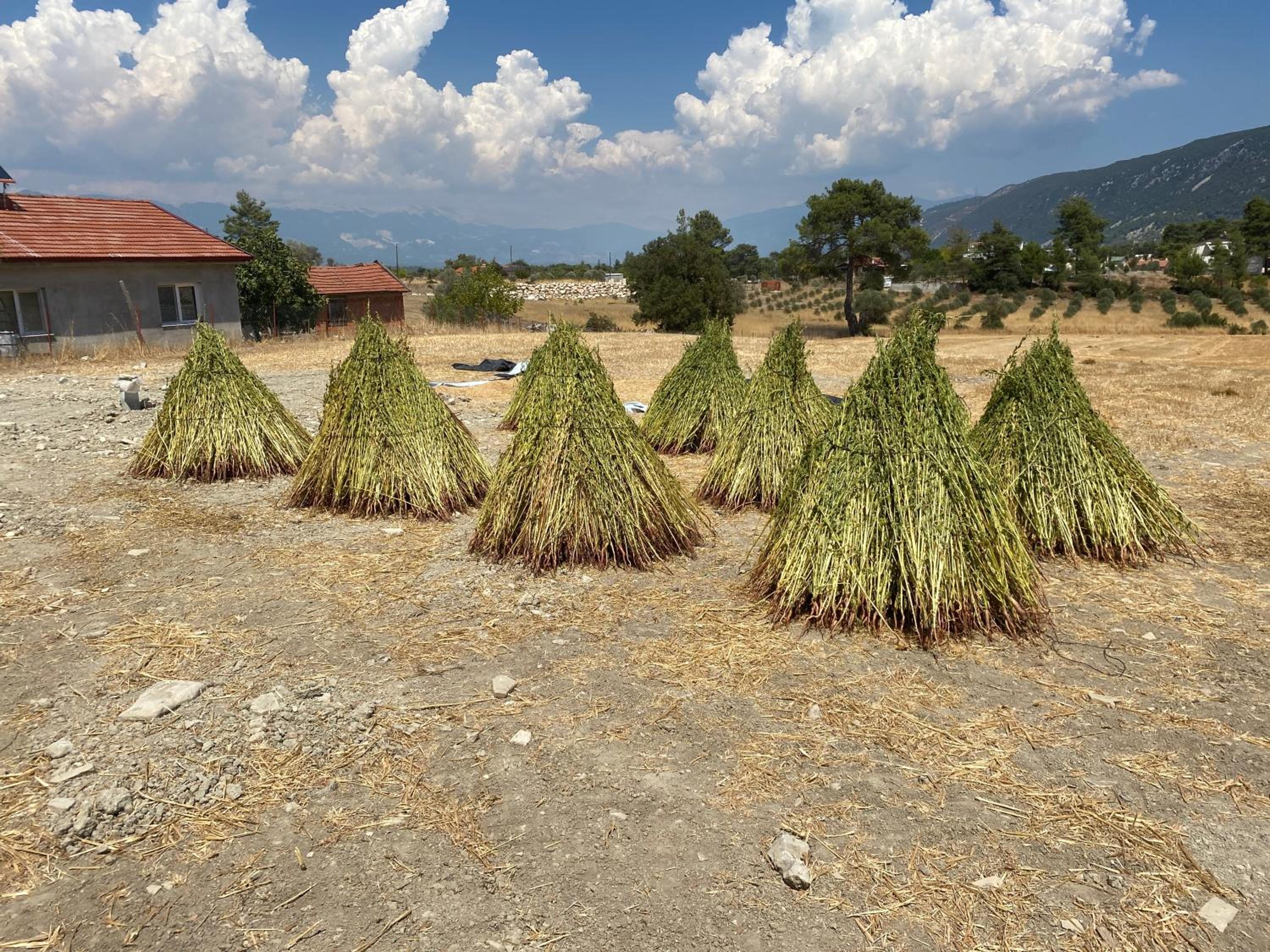Kuş Tüneği