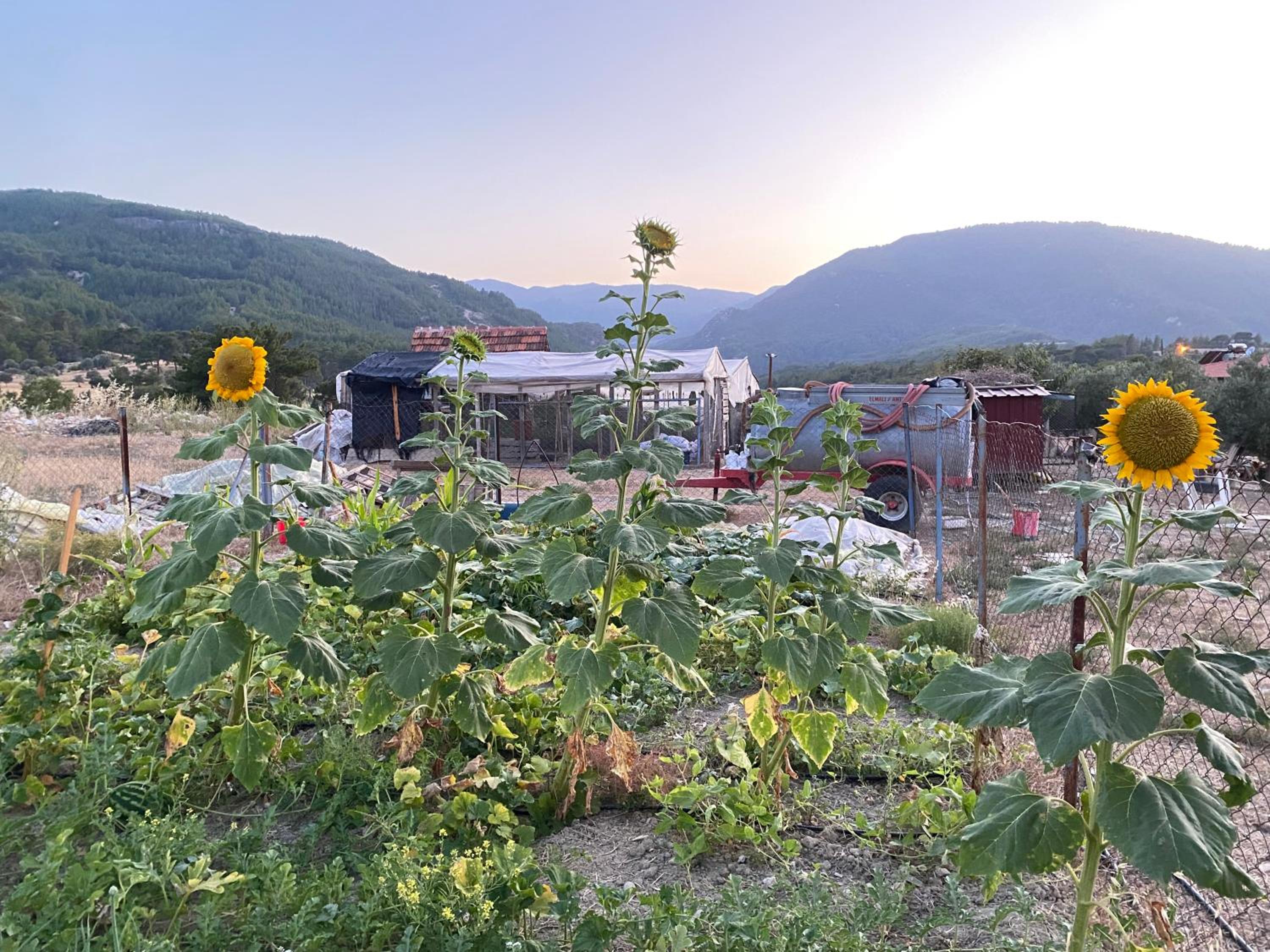 Kuş Tüneği
