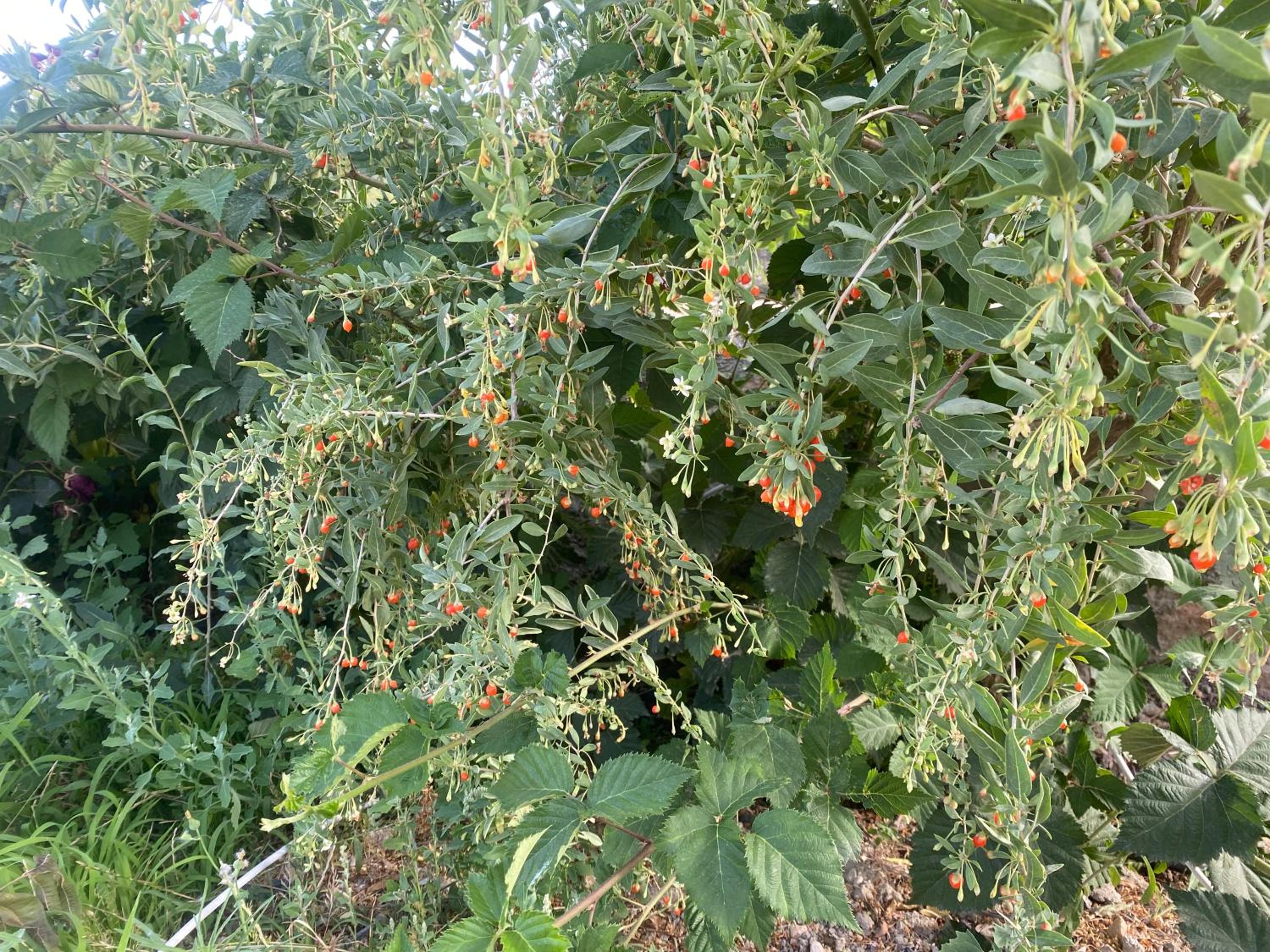 Kuş Tüneği