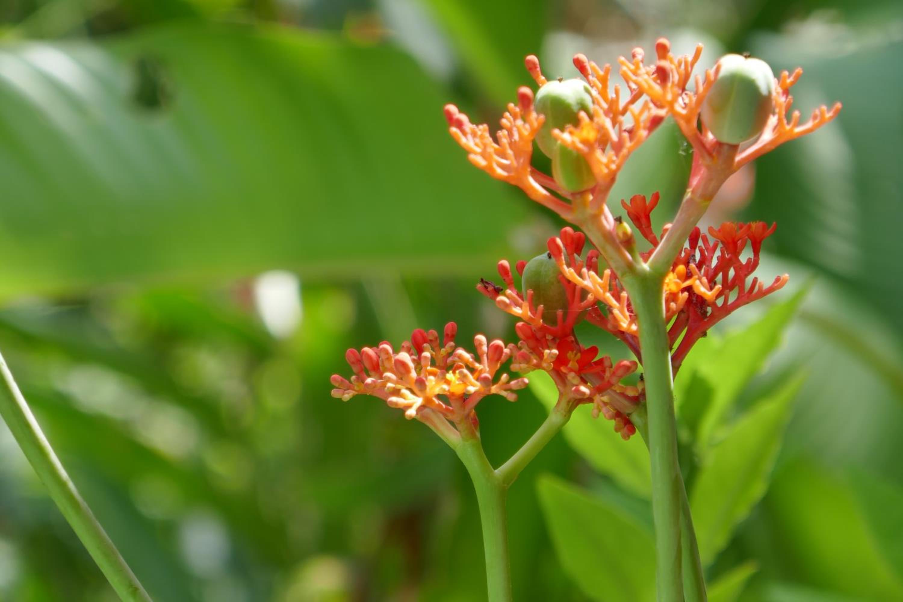 Chalet Tropical
