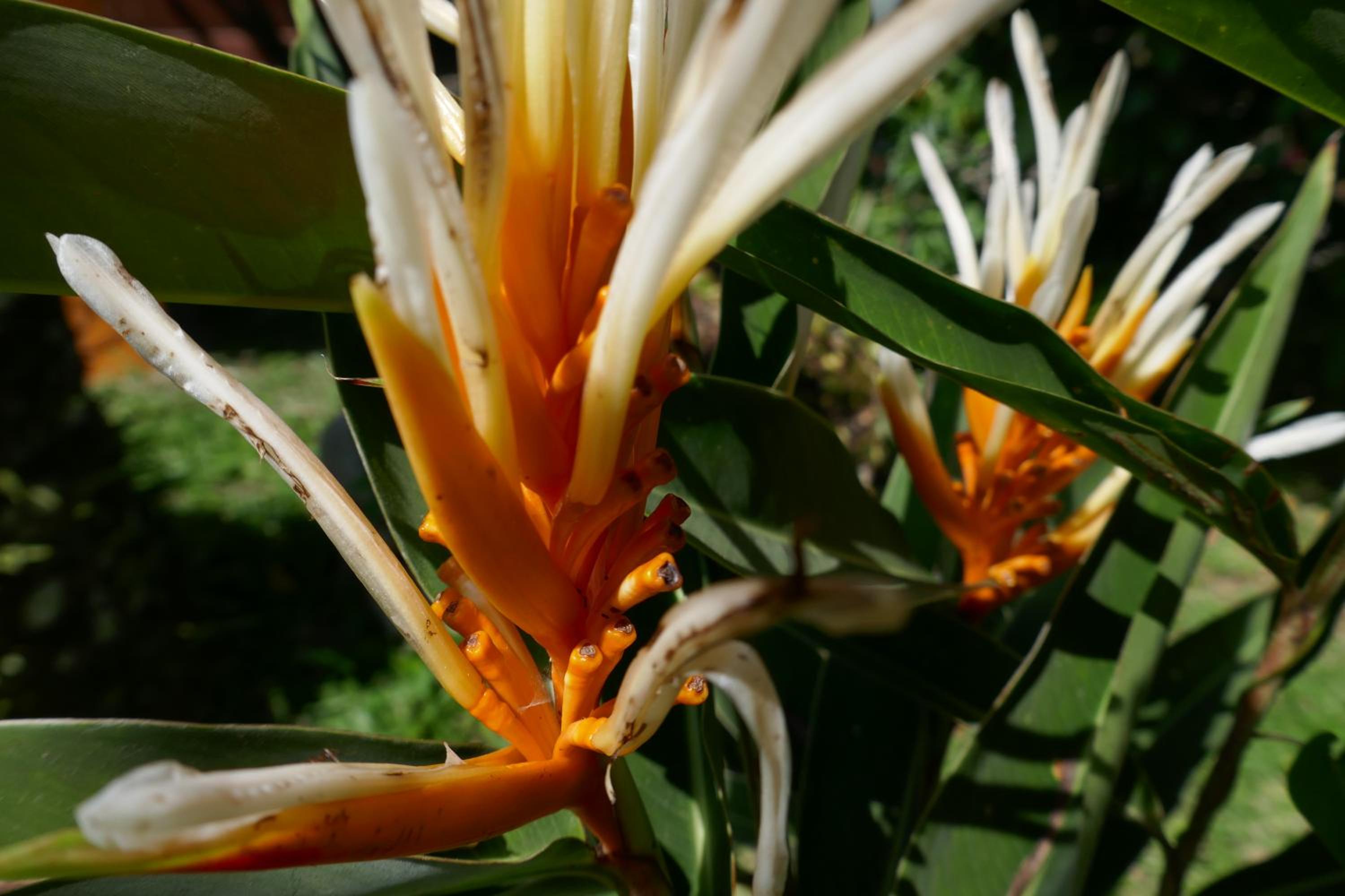 Chalet Tropical