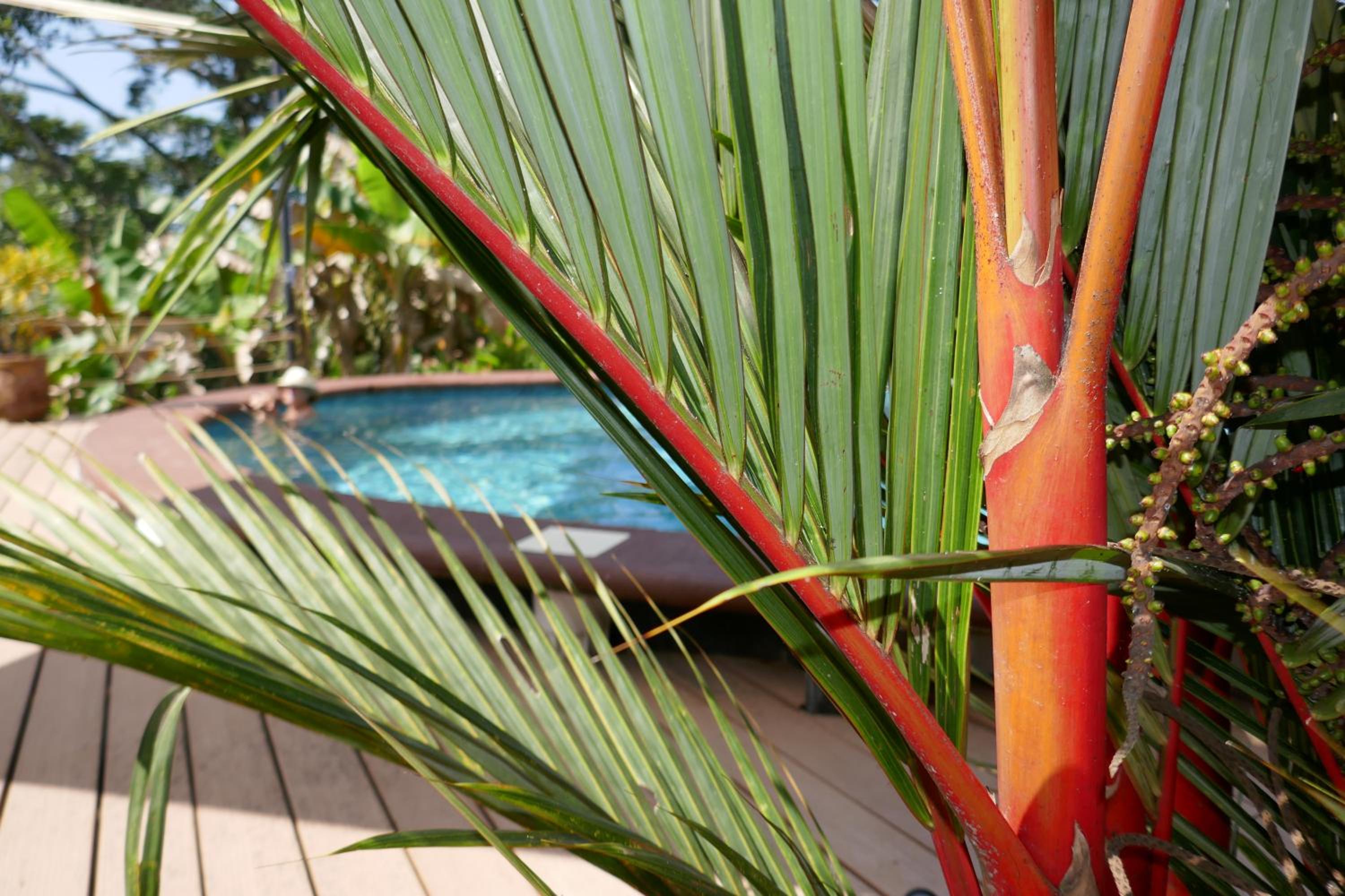 Chalet Tropical