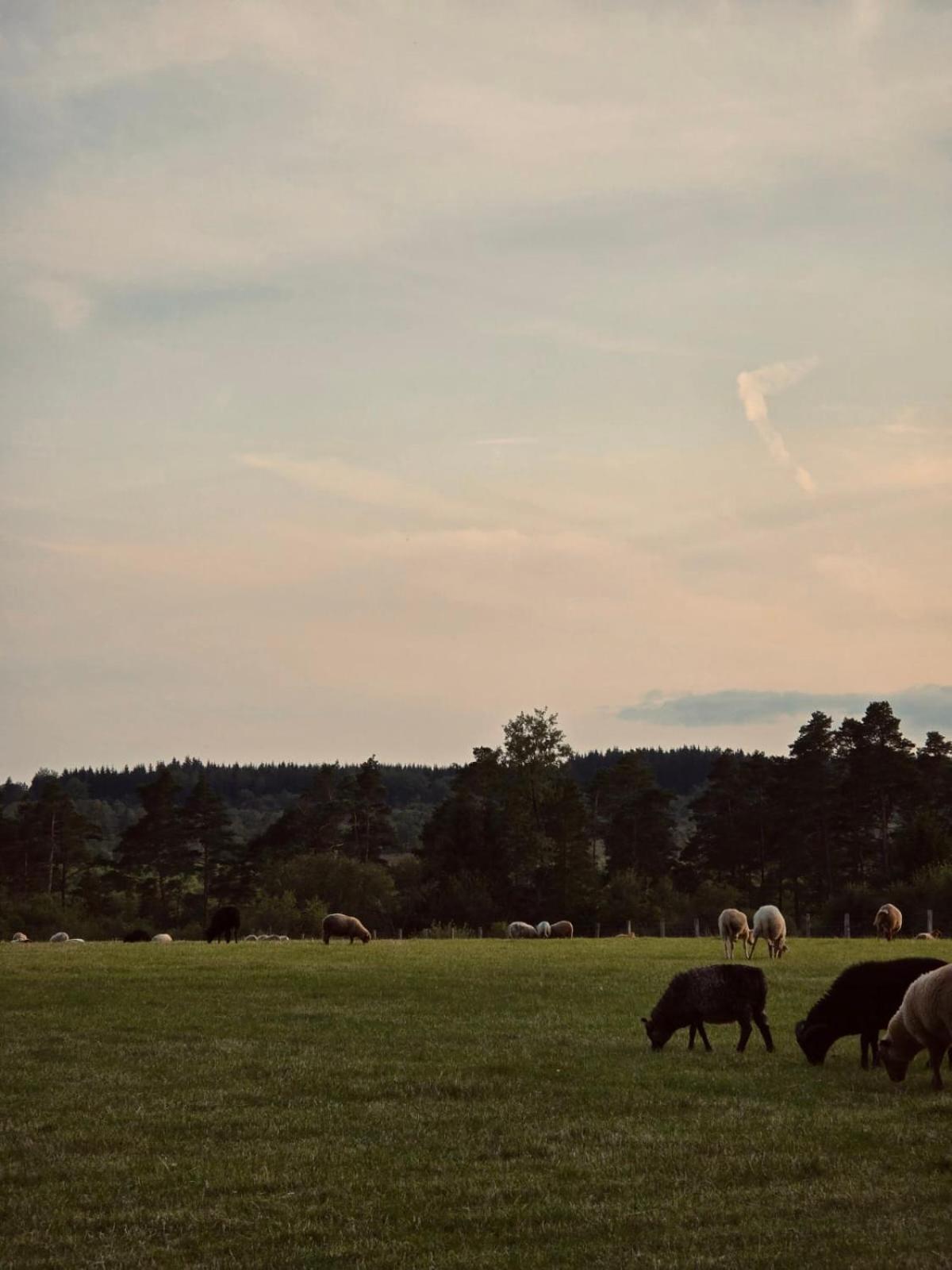 The Green Shepherd, a charming authentic cabin surrounded by beautiful countryside