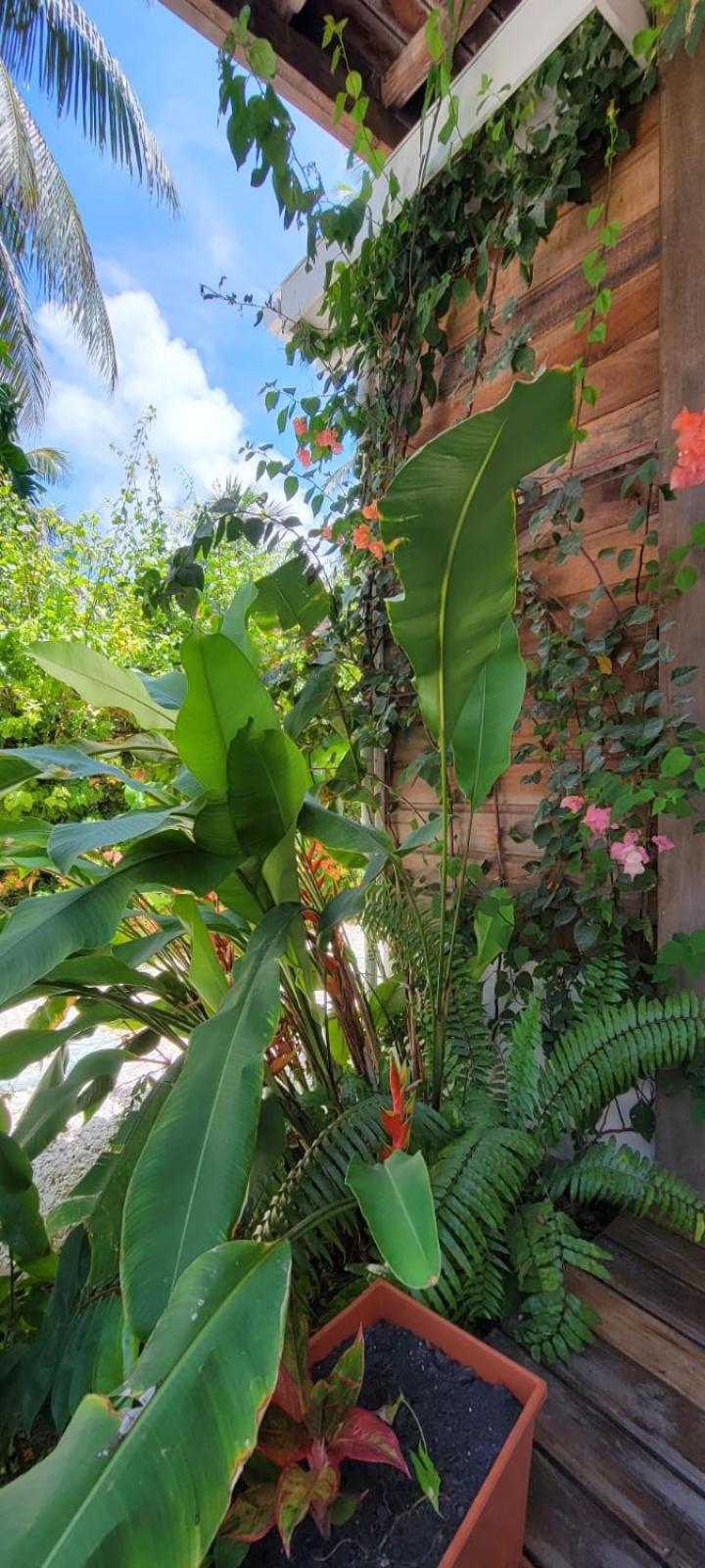 Caye Caulker Boutique Guesthouse 5