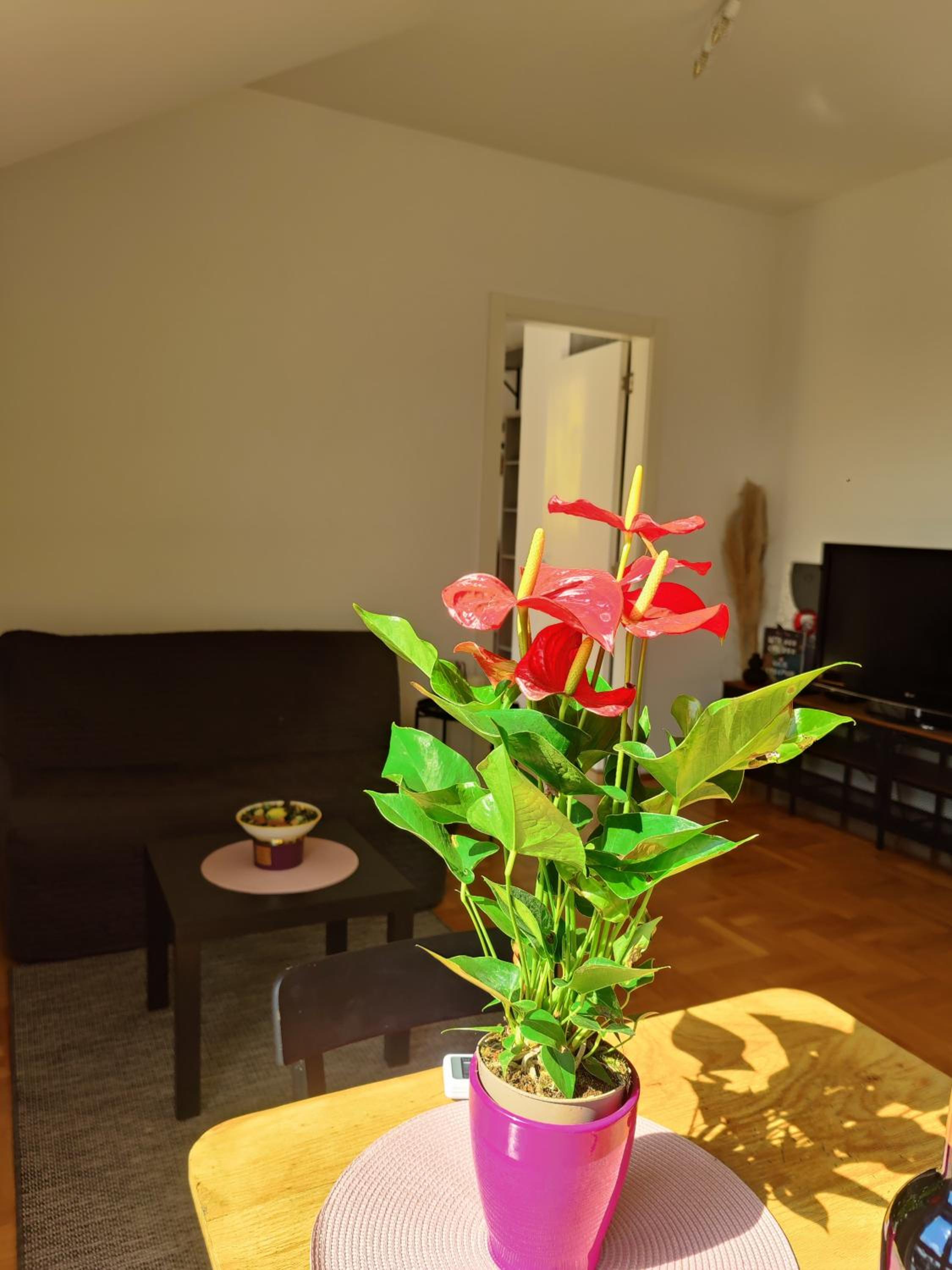 Dalija Apartment