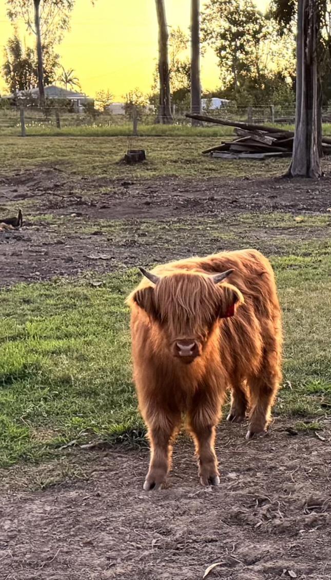 Sunrise Quarter Horse Stud