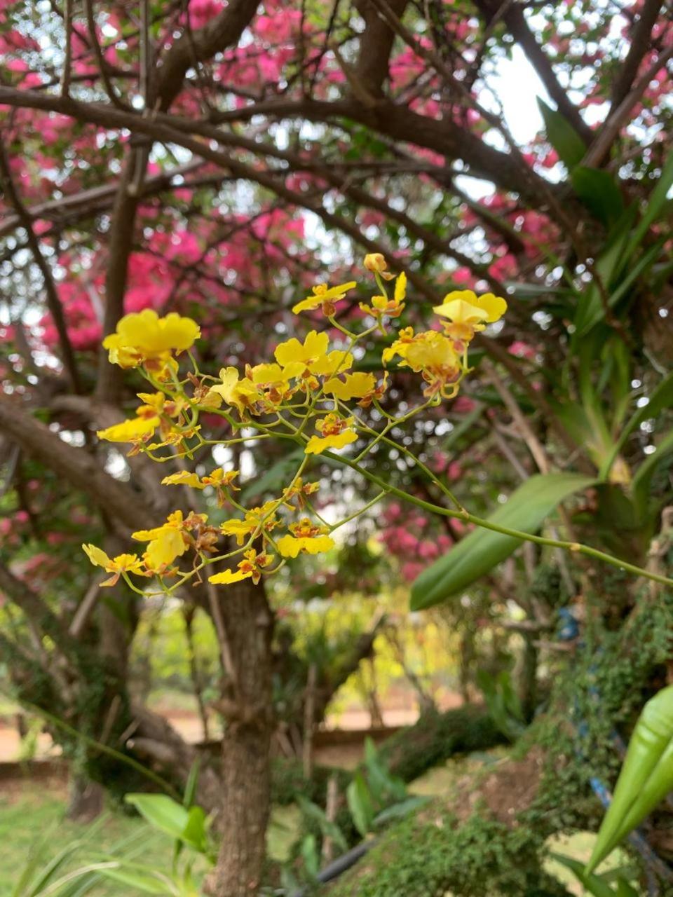 Chalé Araucária