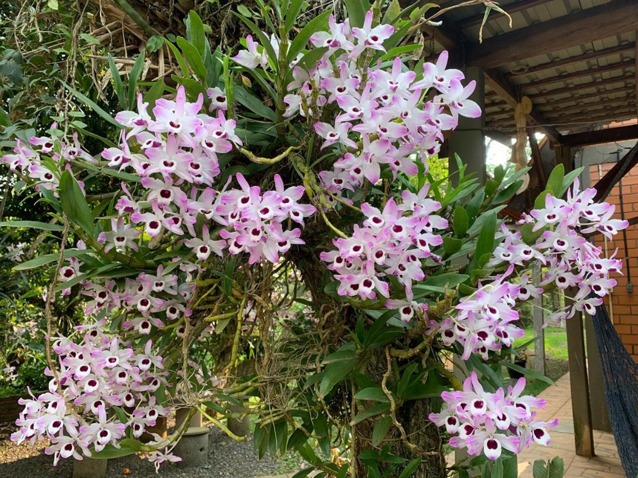 Chalé Araucária