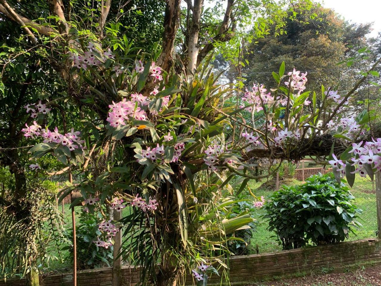 Chalé Araucária