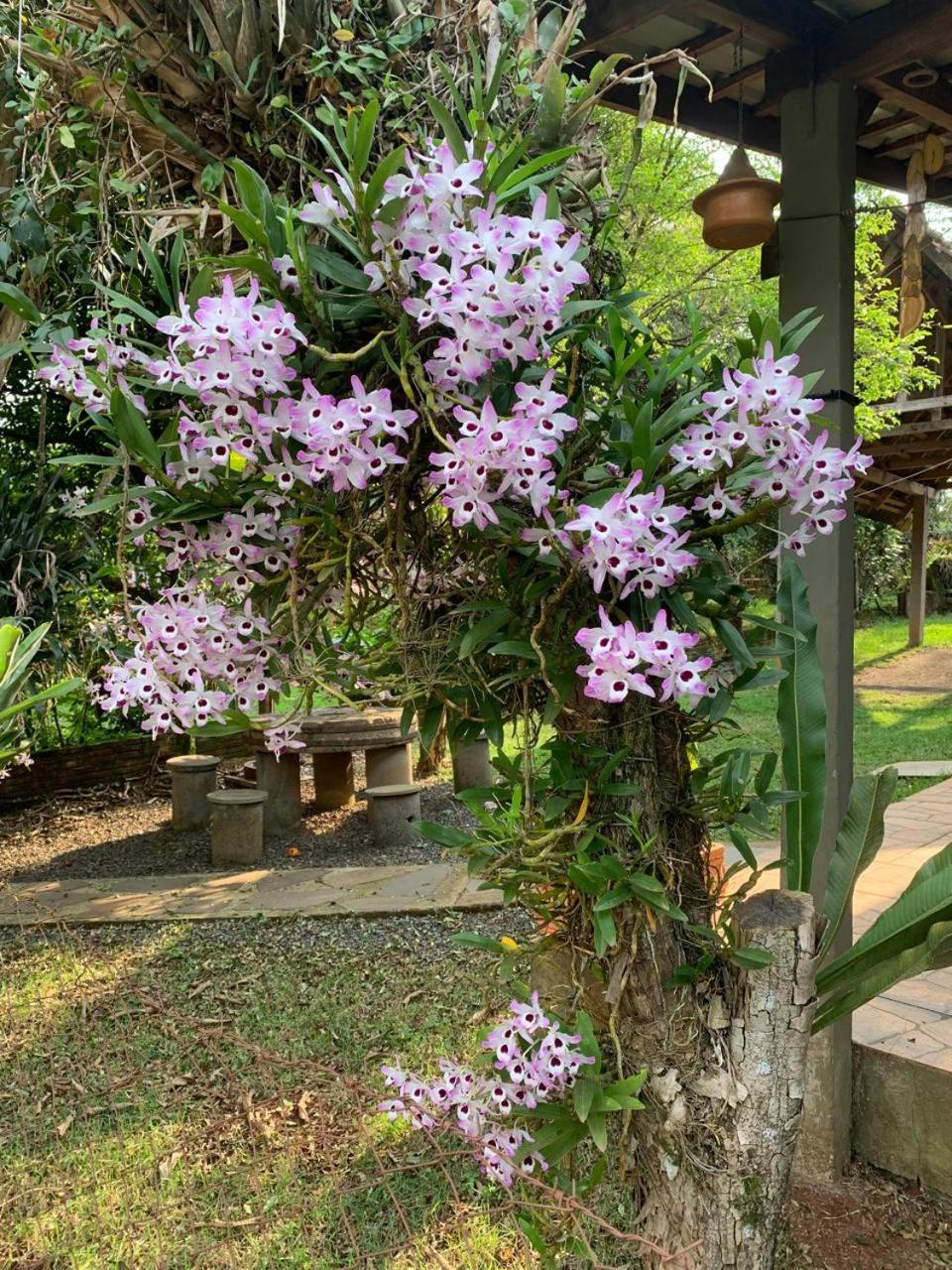 Chalé Araucária
