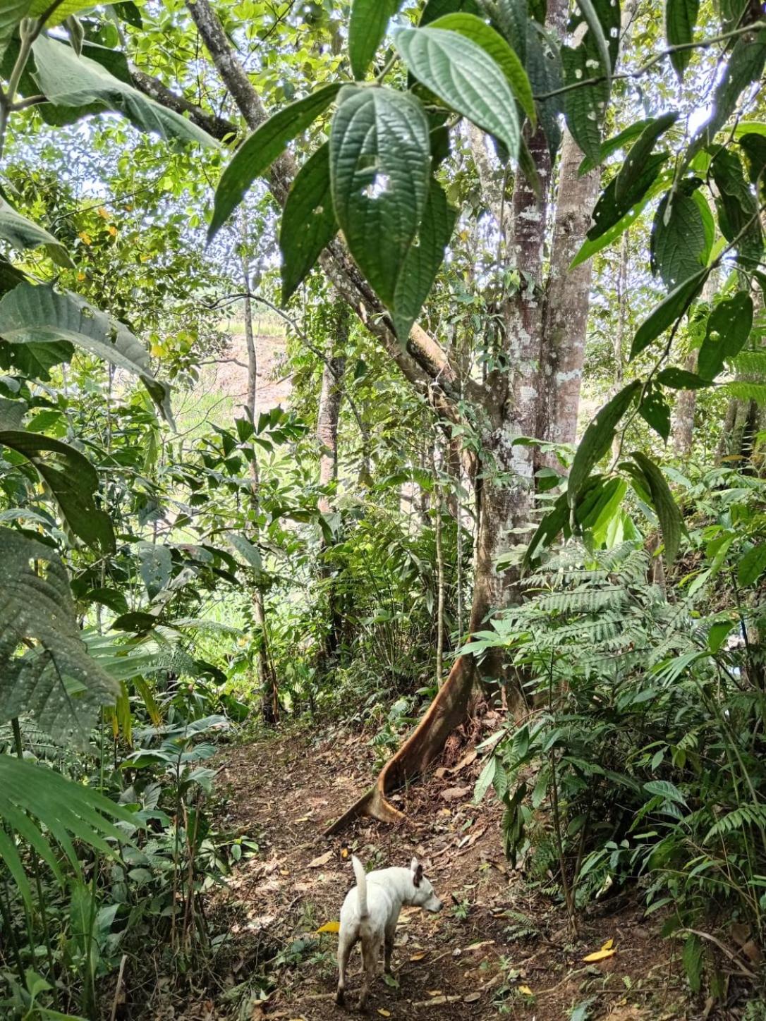 SOL & SELVA Hostal Mocoa Putumayo