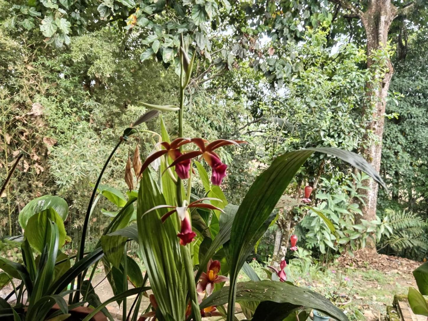 SOL & SELVA Hostal Mocoa Putumayo