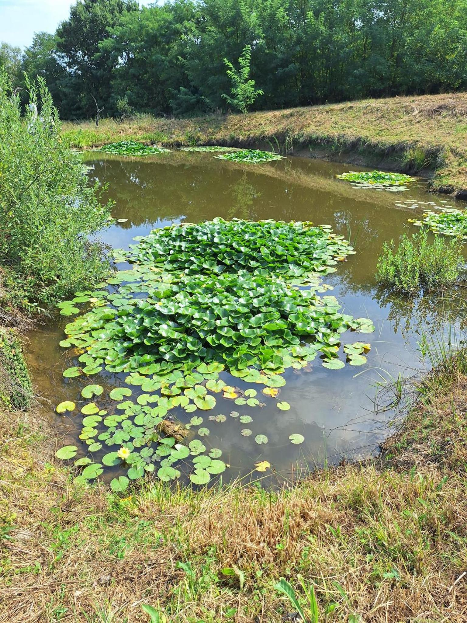 Pensiunea Flori