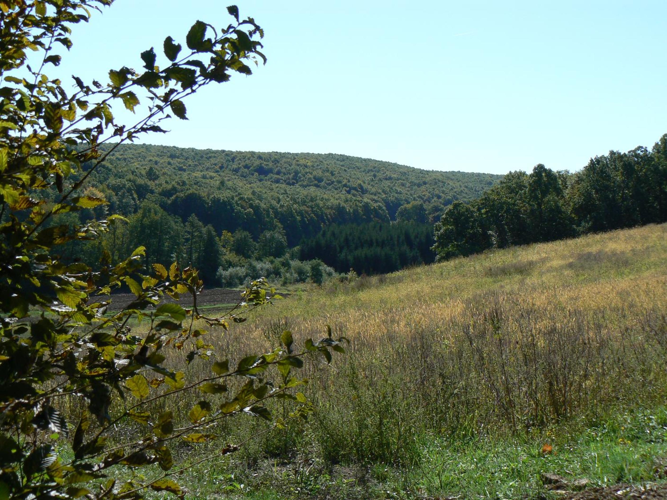 Photo 43