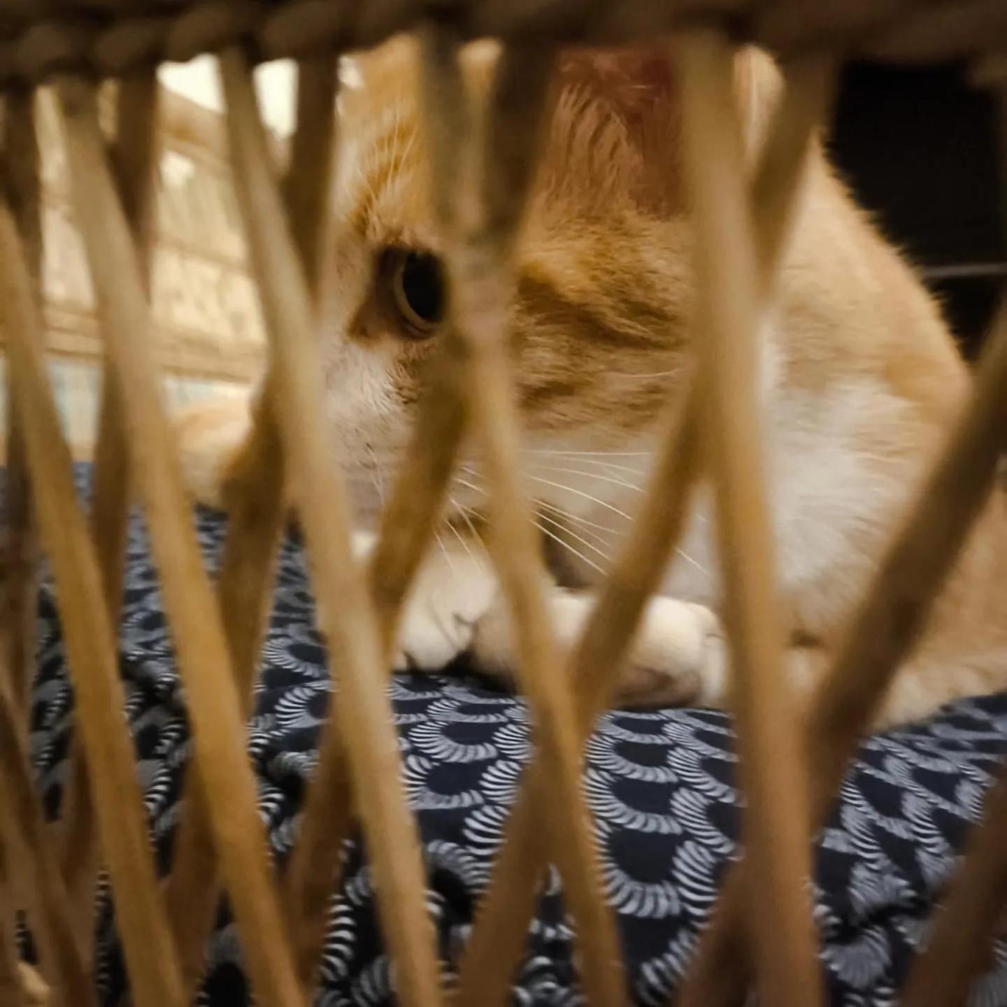 Sea Garden - Image 117