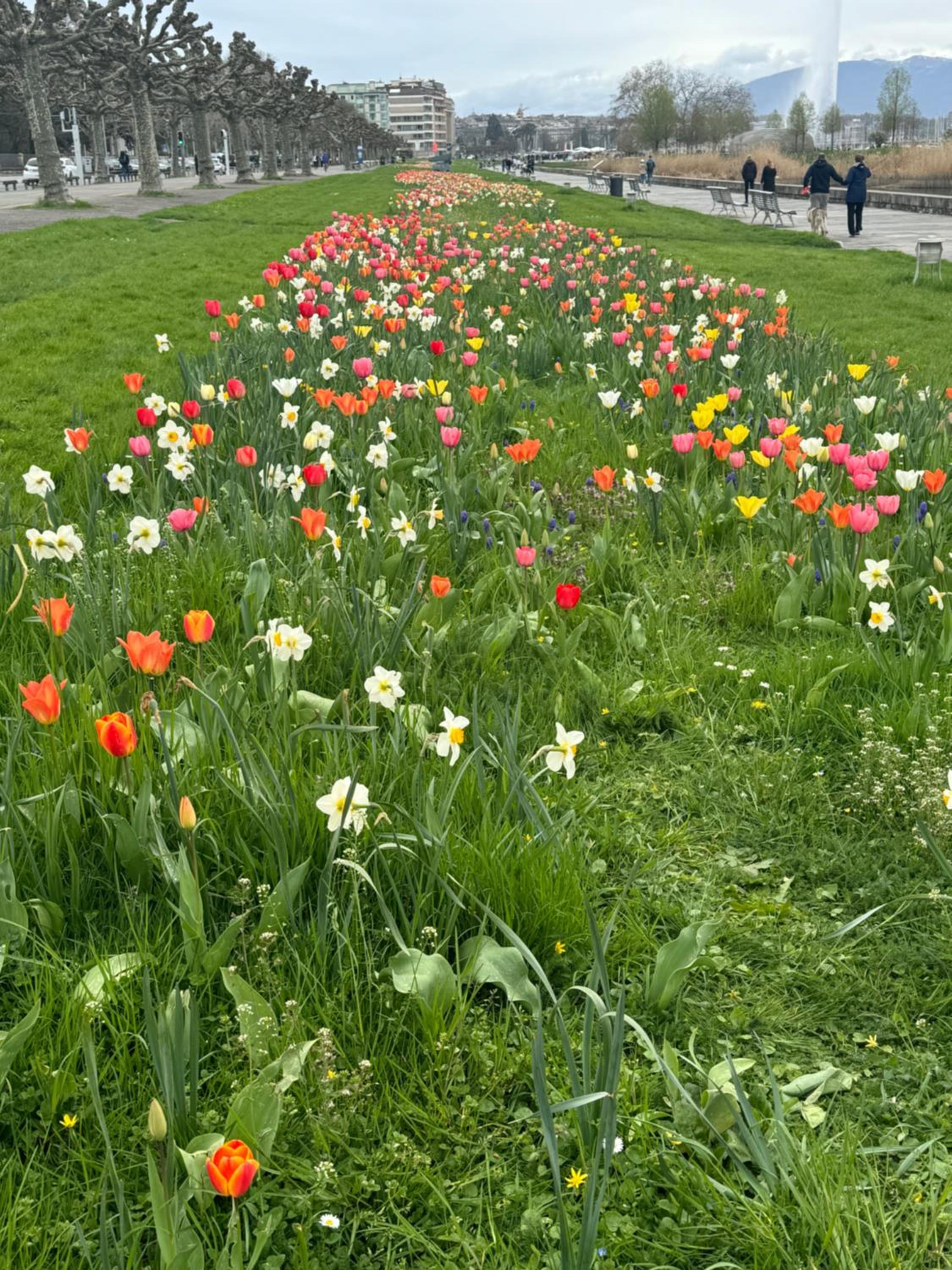 Genève magnifique appartemens aux Eaux vives