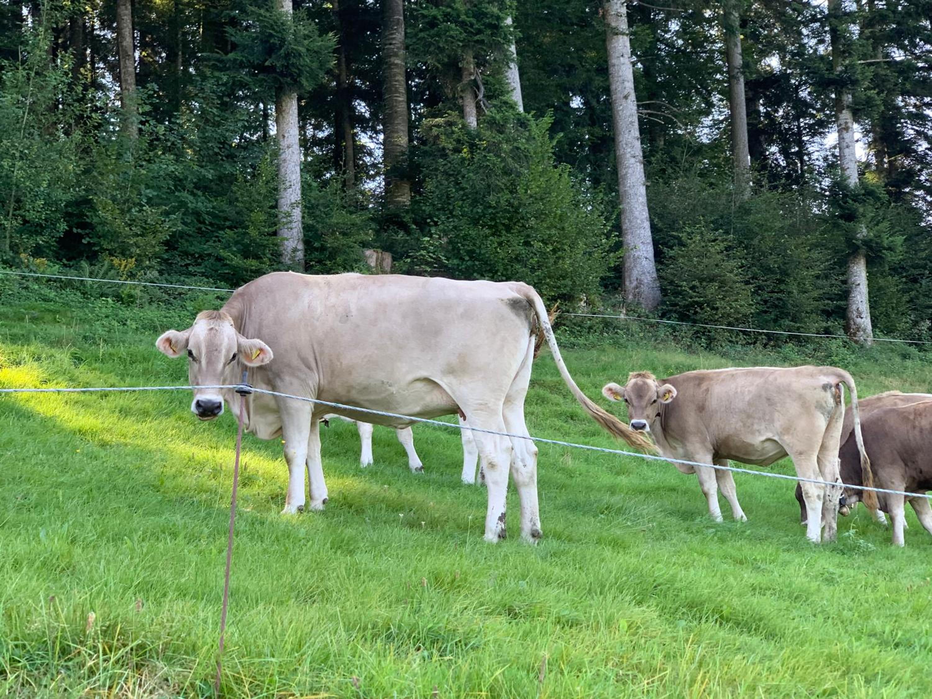 Ferienwohnung Alpenglück