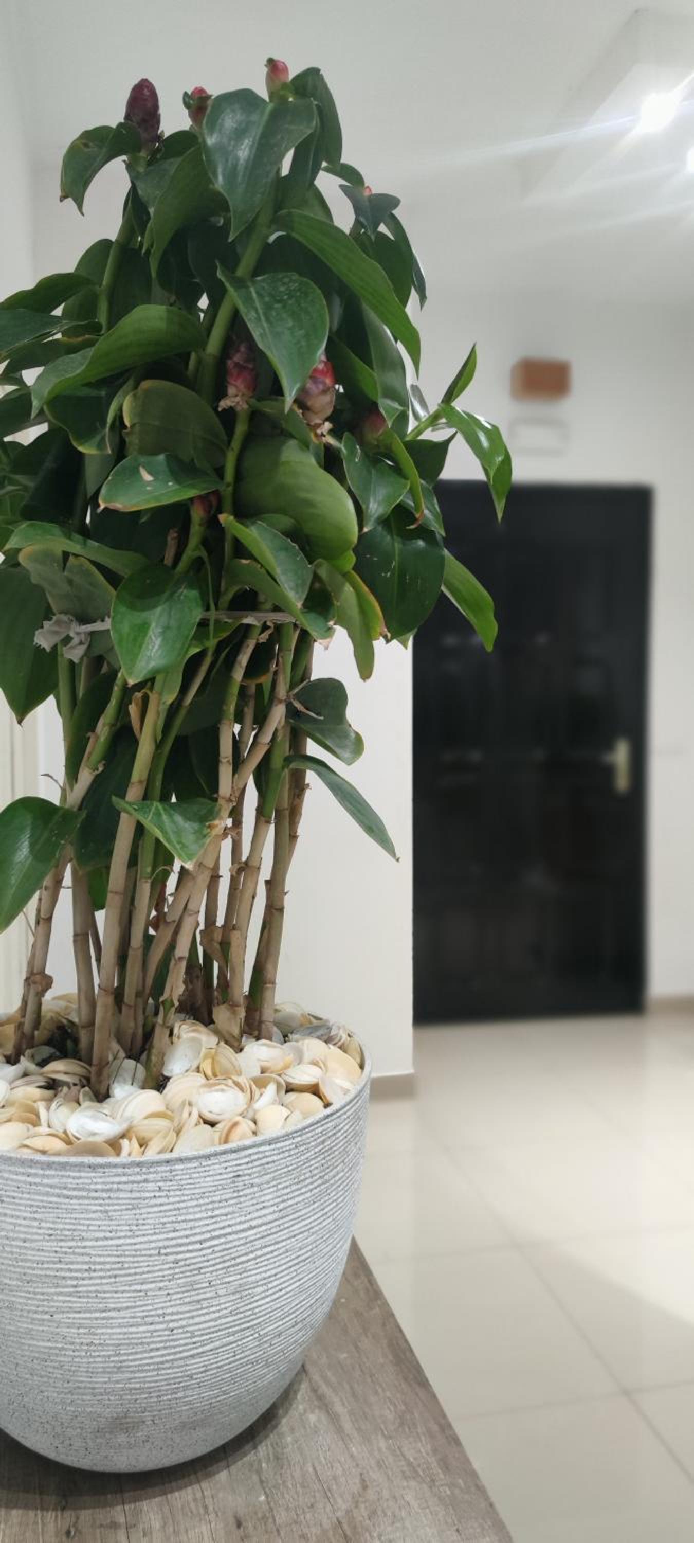 Cosy Modern Appartement in Dakar view 3