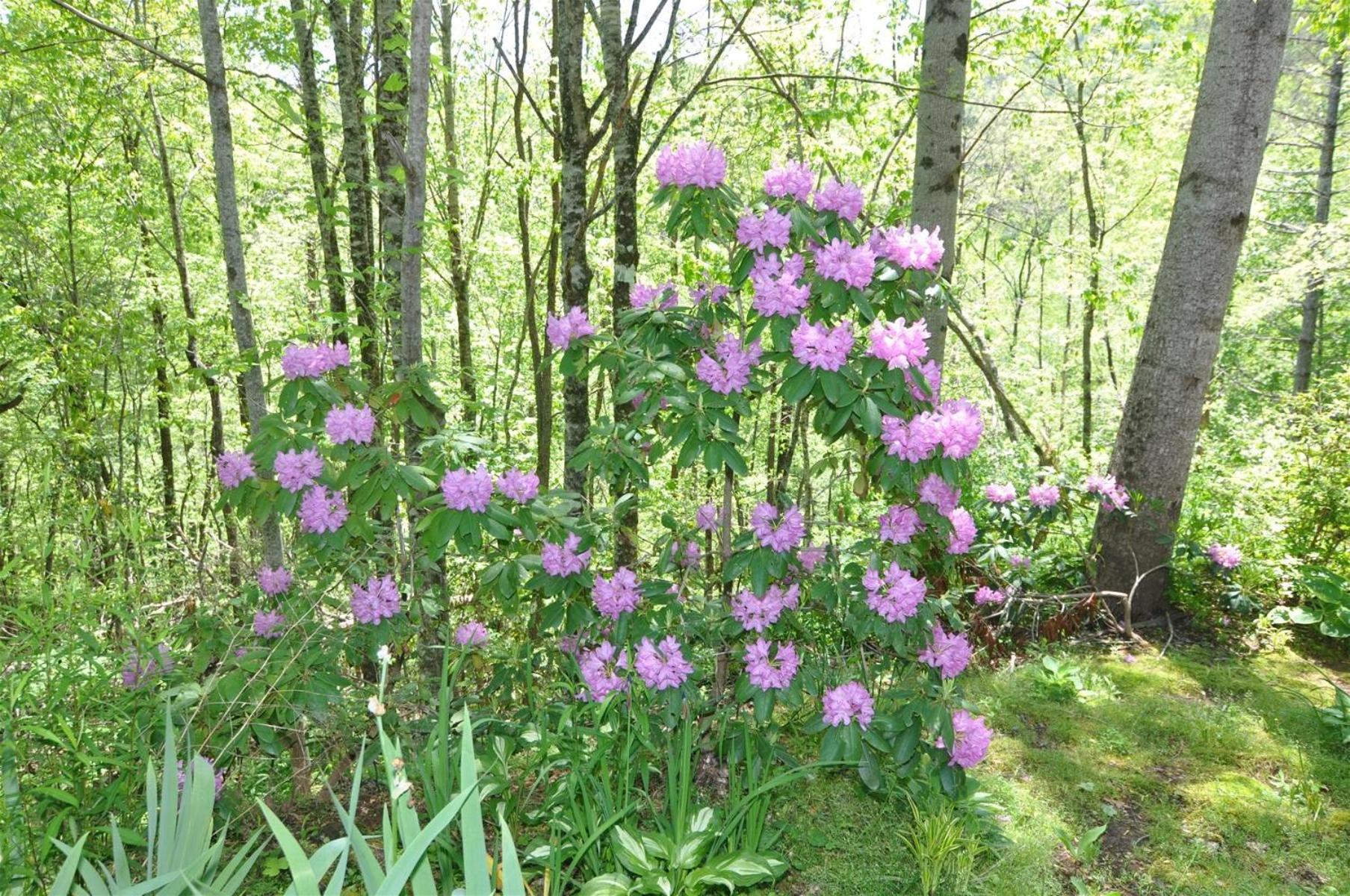 Laurel Branch view 2