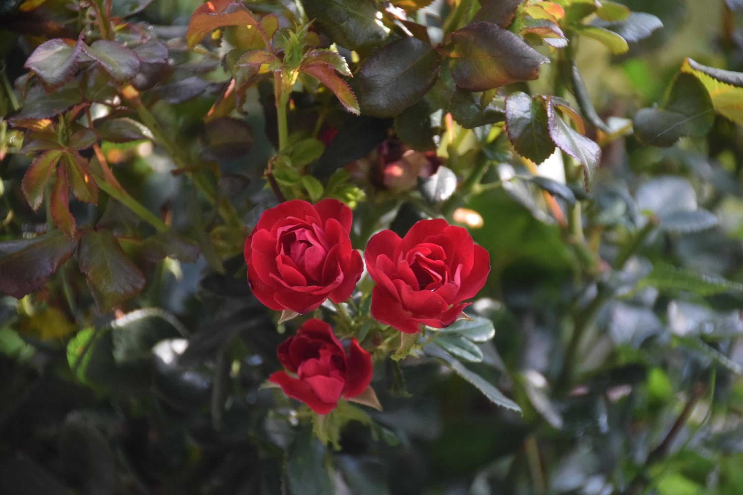 La Maison des Roses
