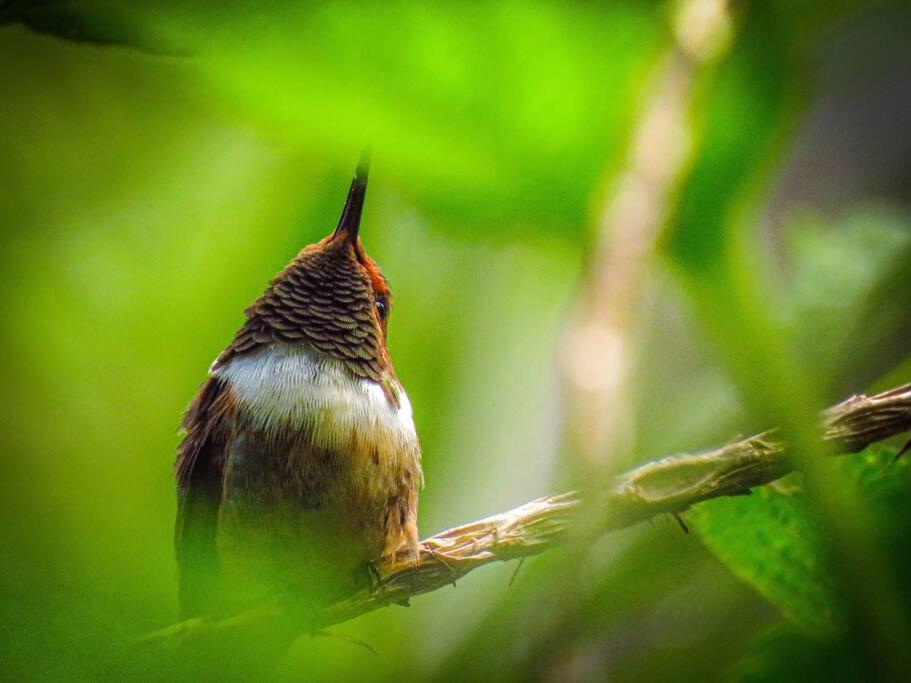 Casa Colibri