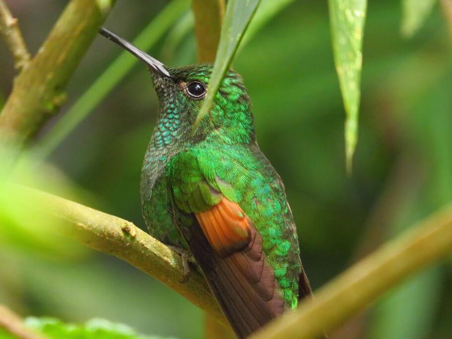Casa Colibri