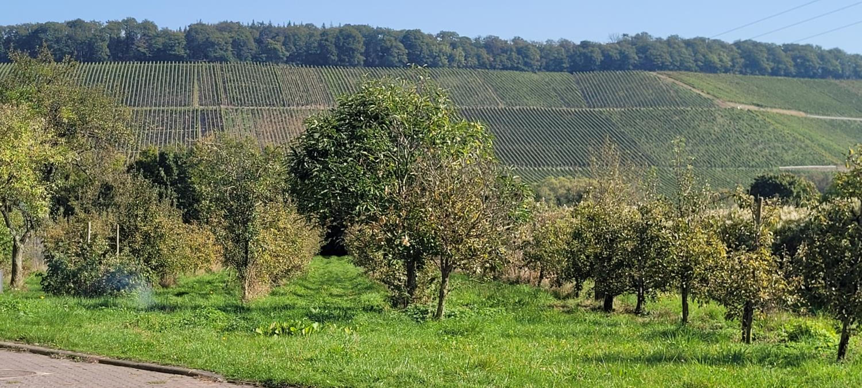 Weingut Raevenhof