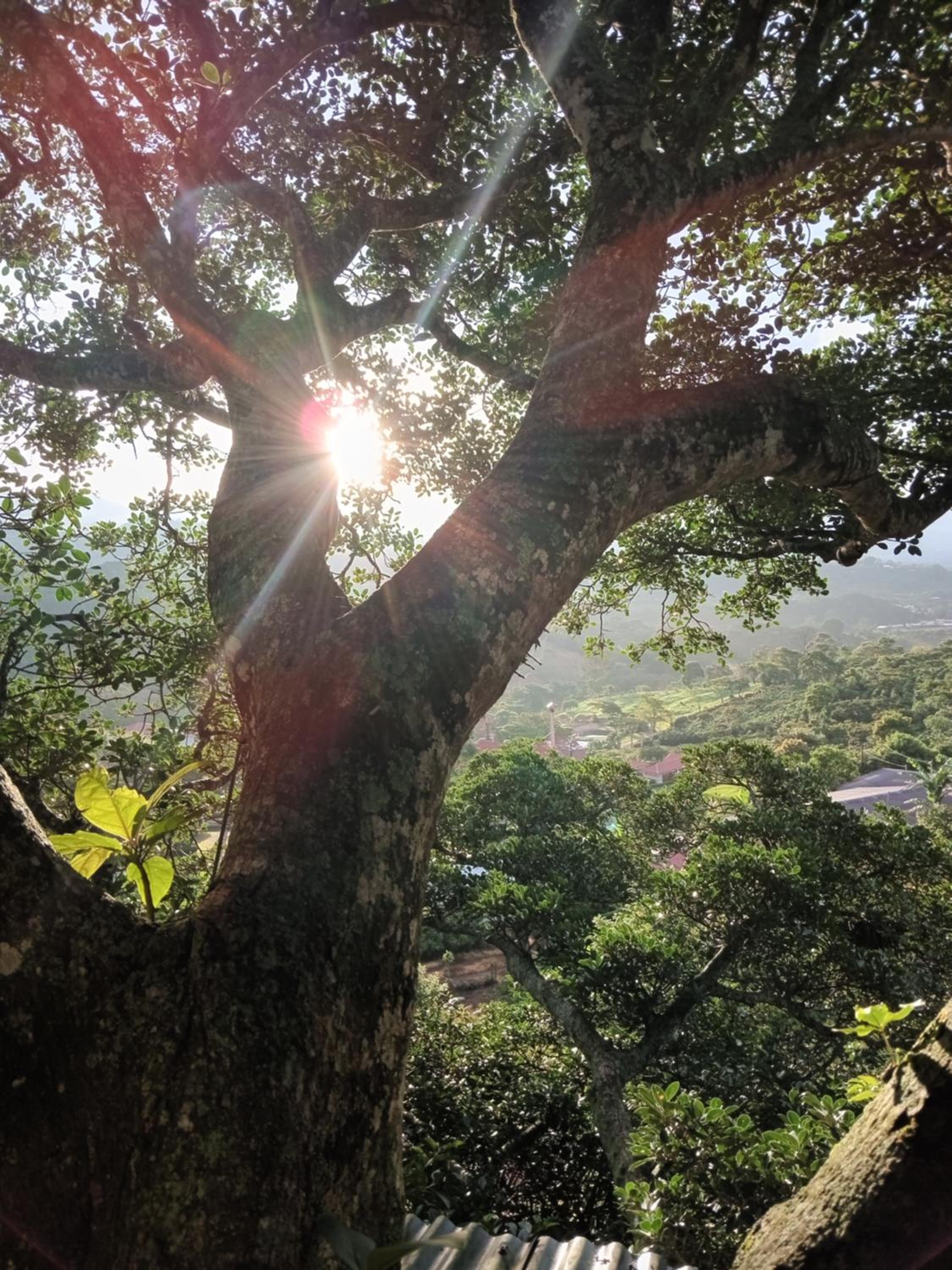 Casa del Arbol Feel Good