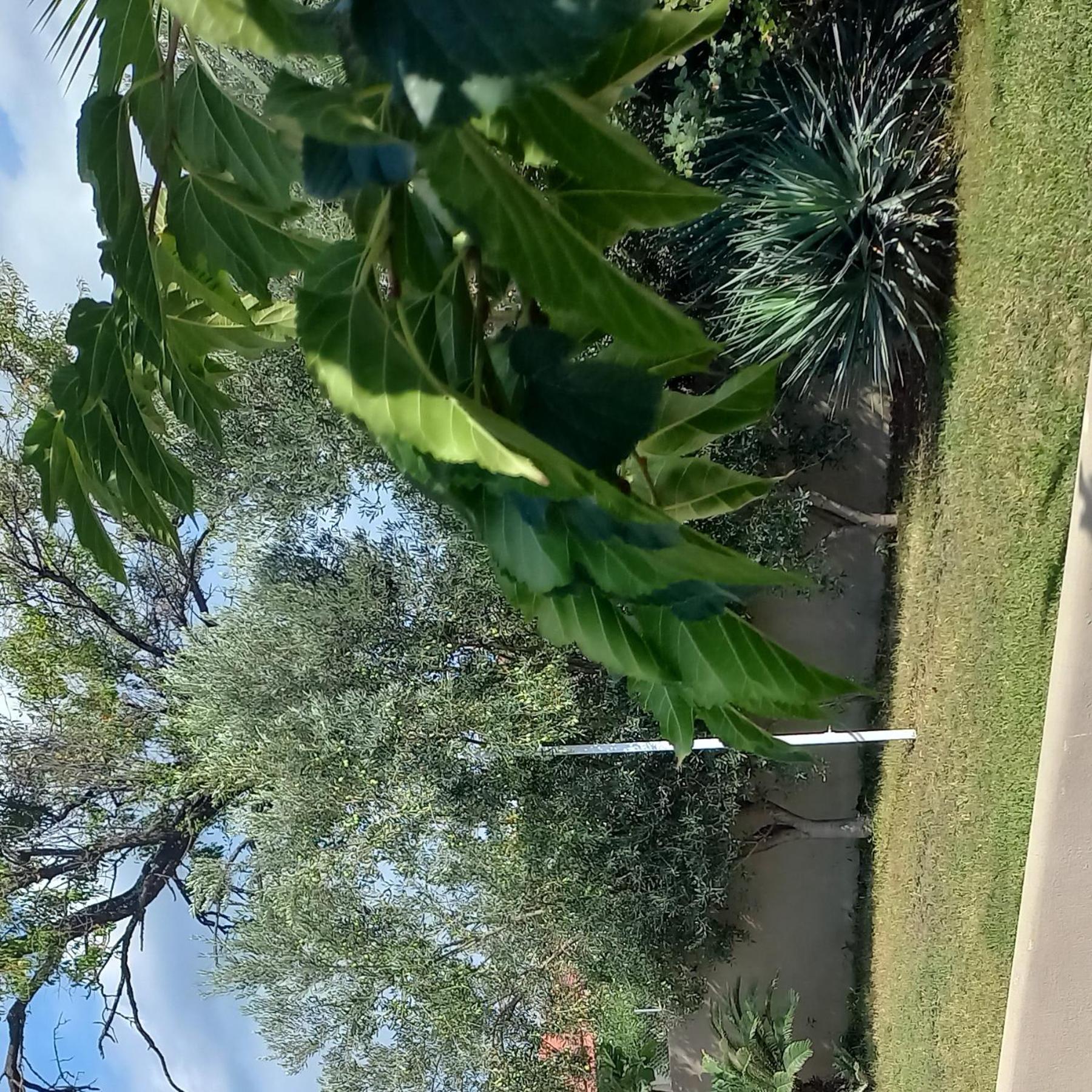 Palm Garden apartment view 2