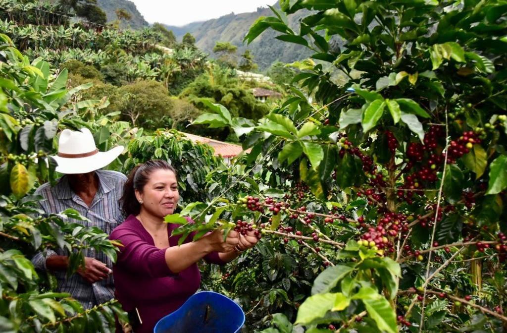 Incredible Working Coffee Farm Private Lodging