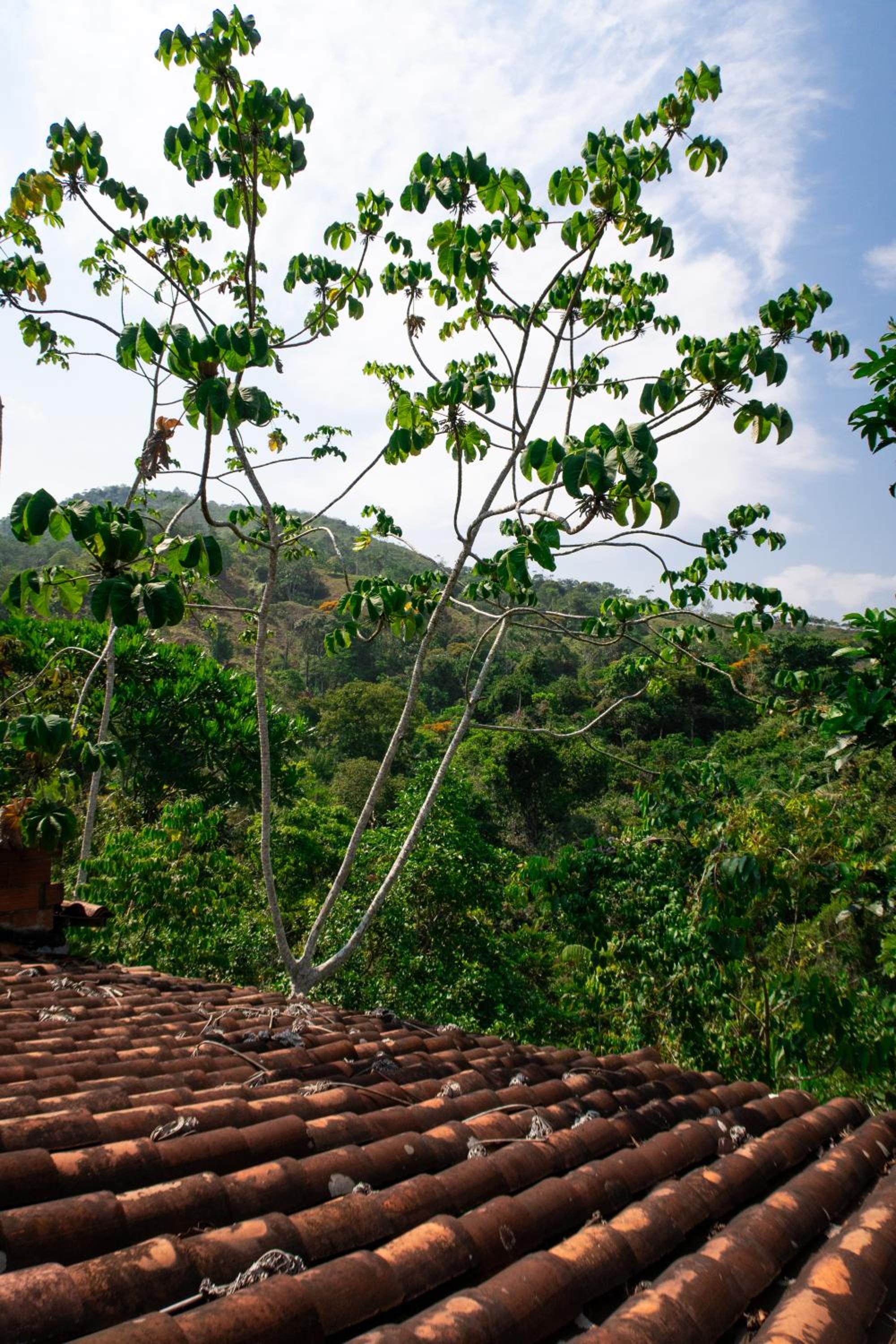 Hospedaje RioBosque San Carlos