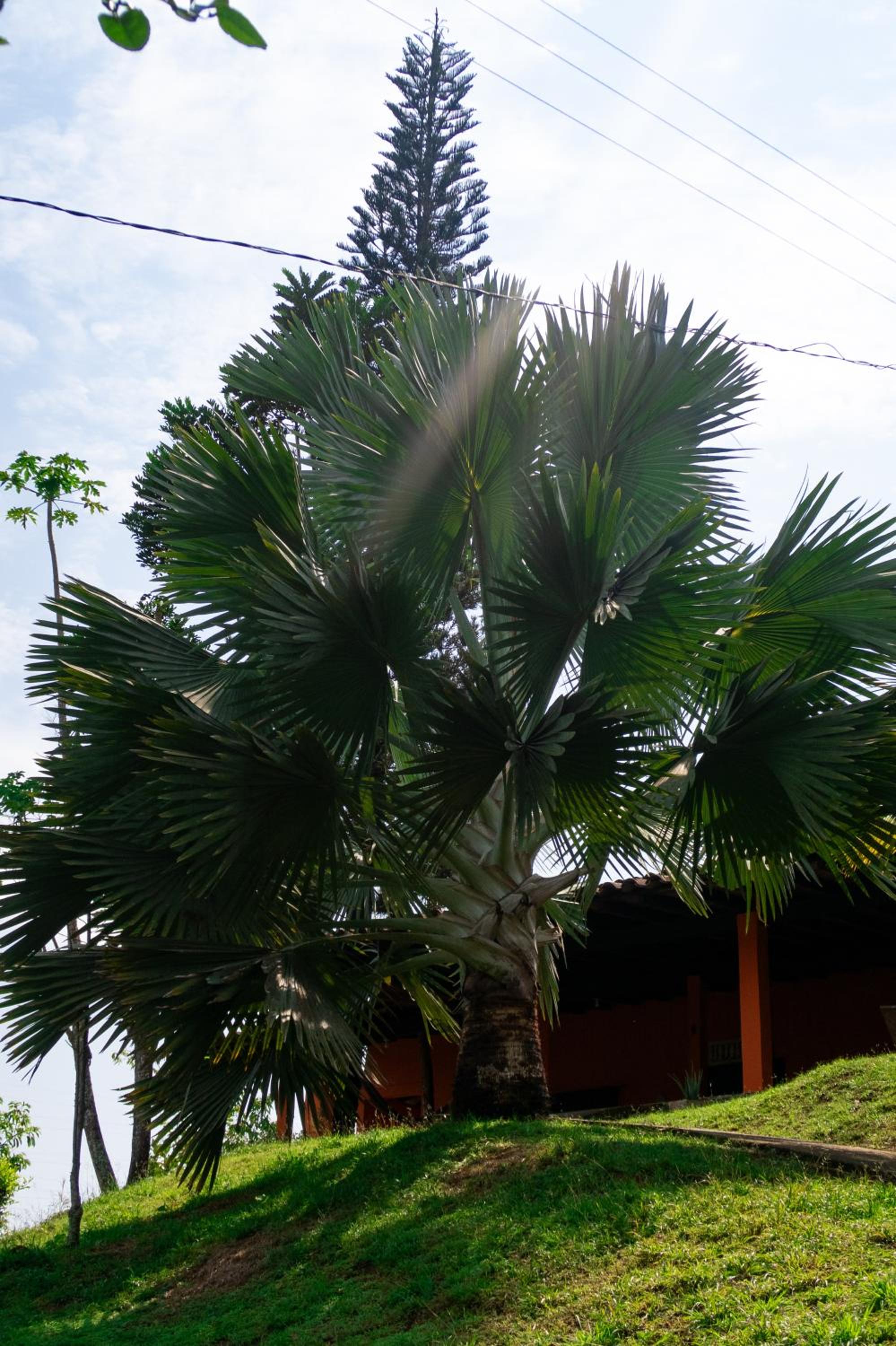 Hospedaje RioBosque San Carlos
