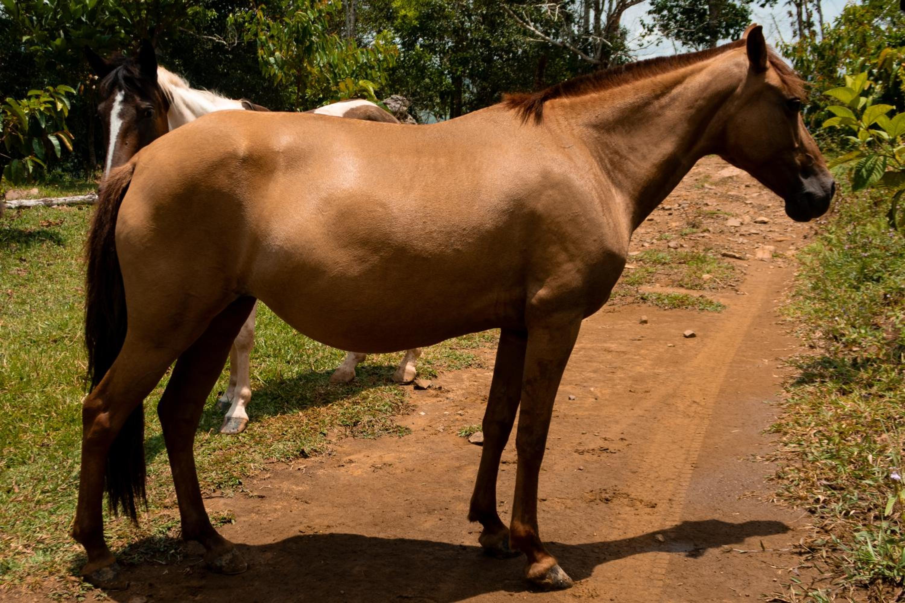 Hospedaje RioBosque San Carlos