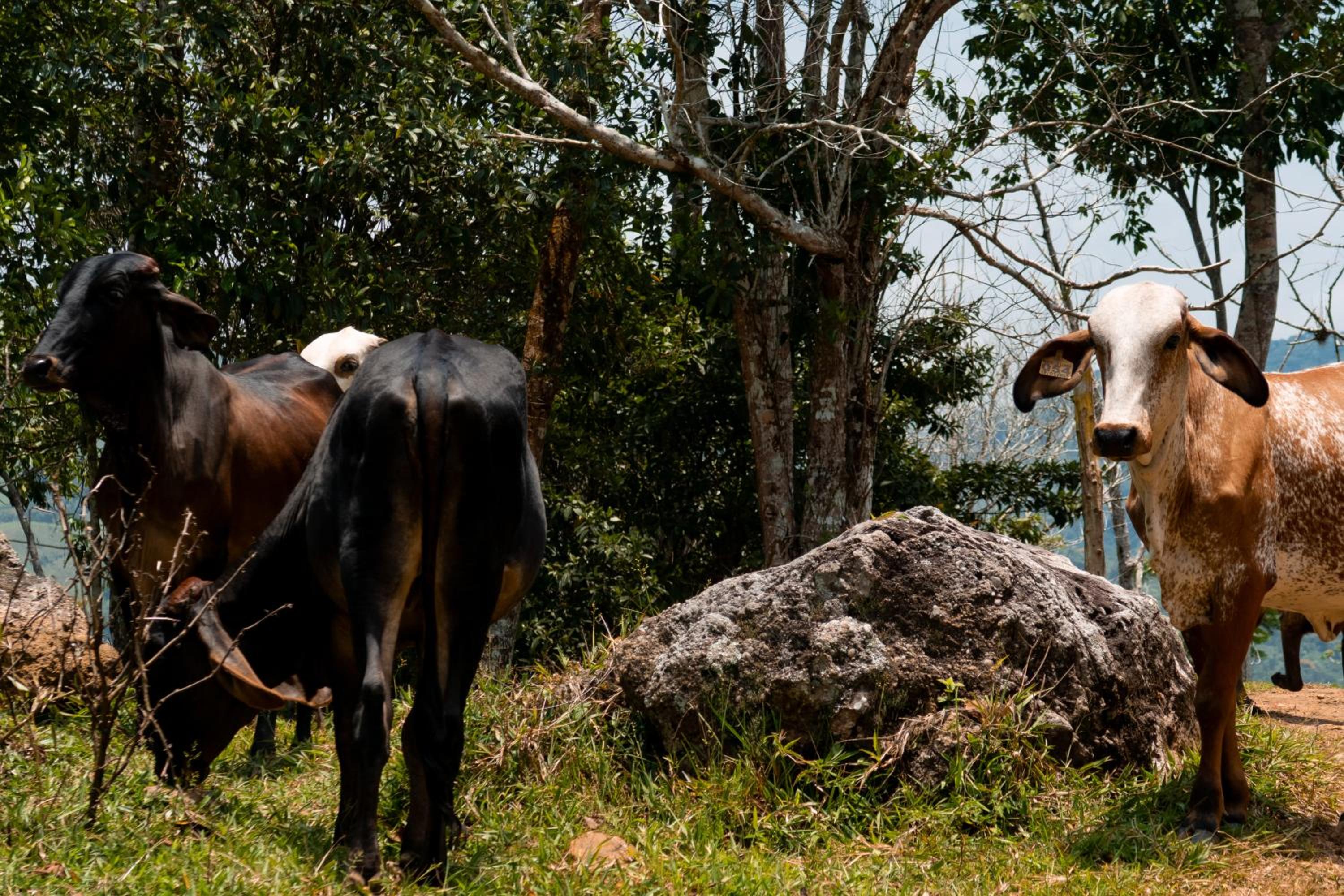 Hospedaje RioBosque San Carlos