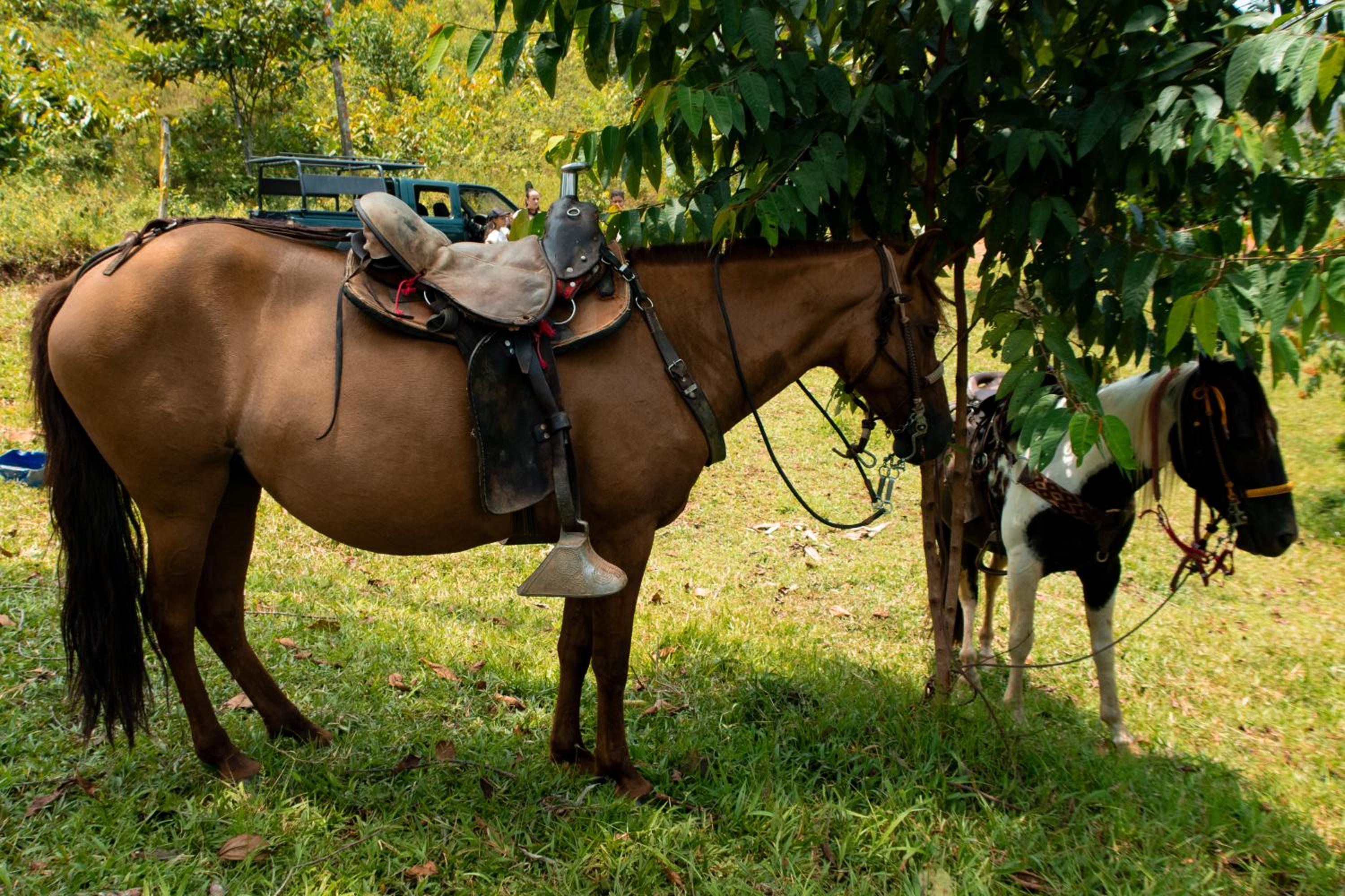 Hospedaje RioBosque San Carlos