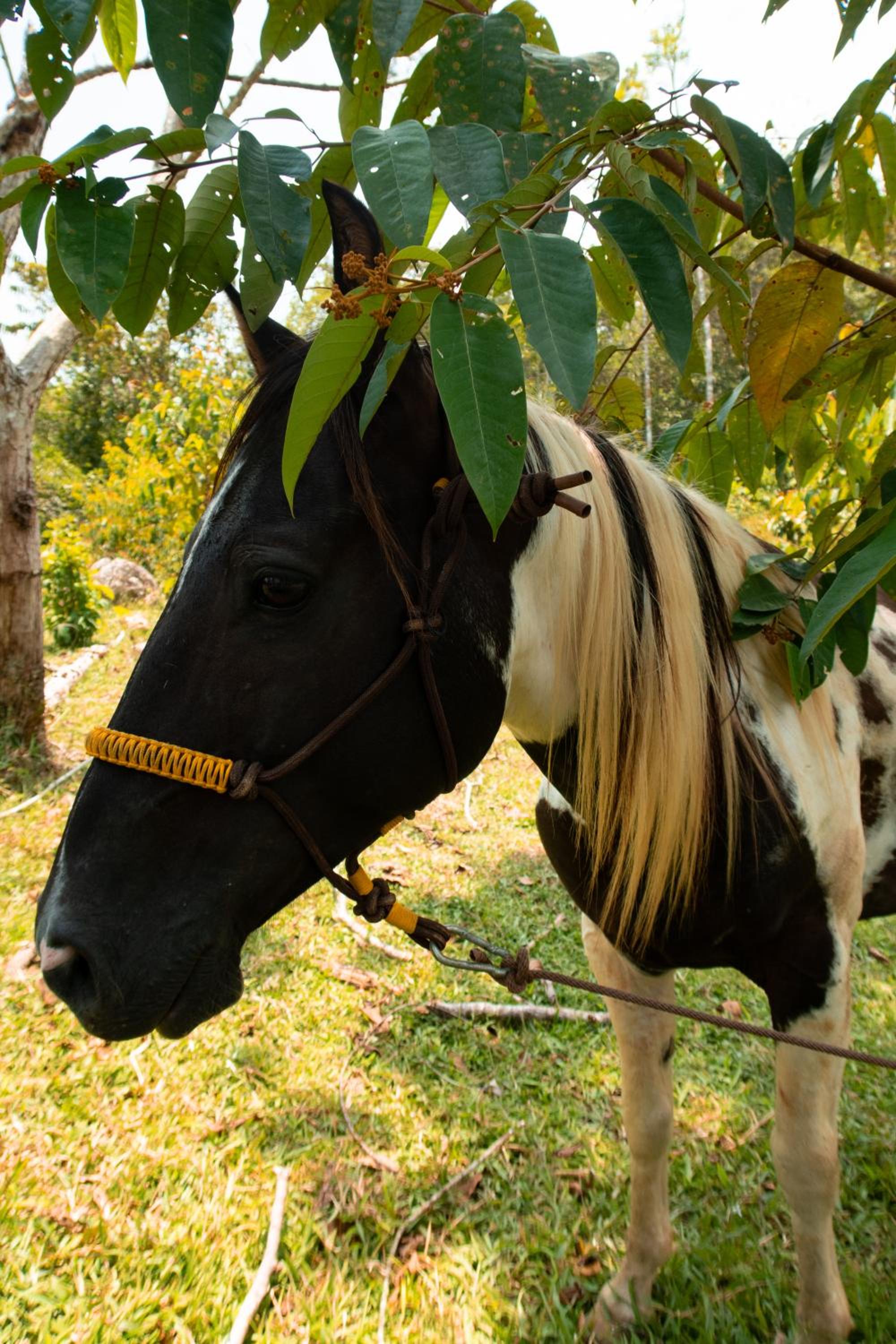 Hospedaje RioBosque San Carlos