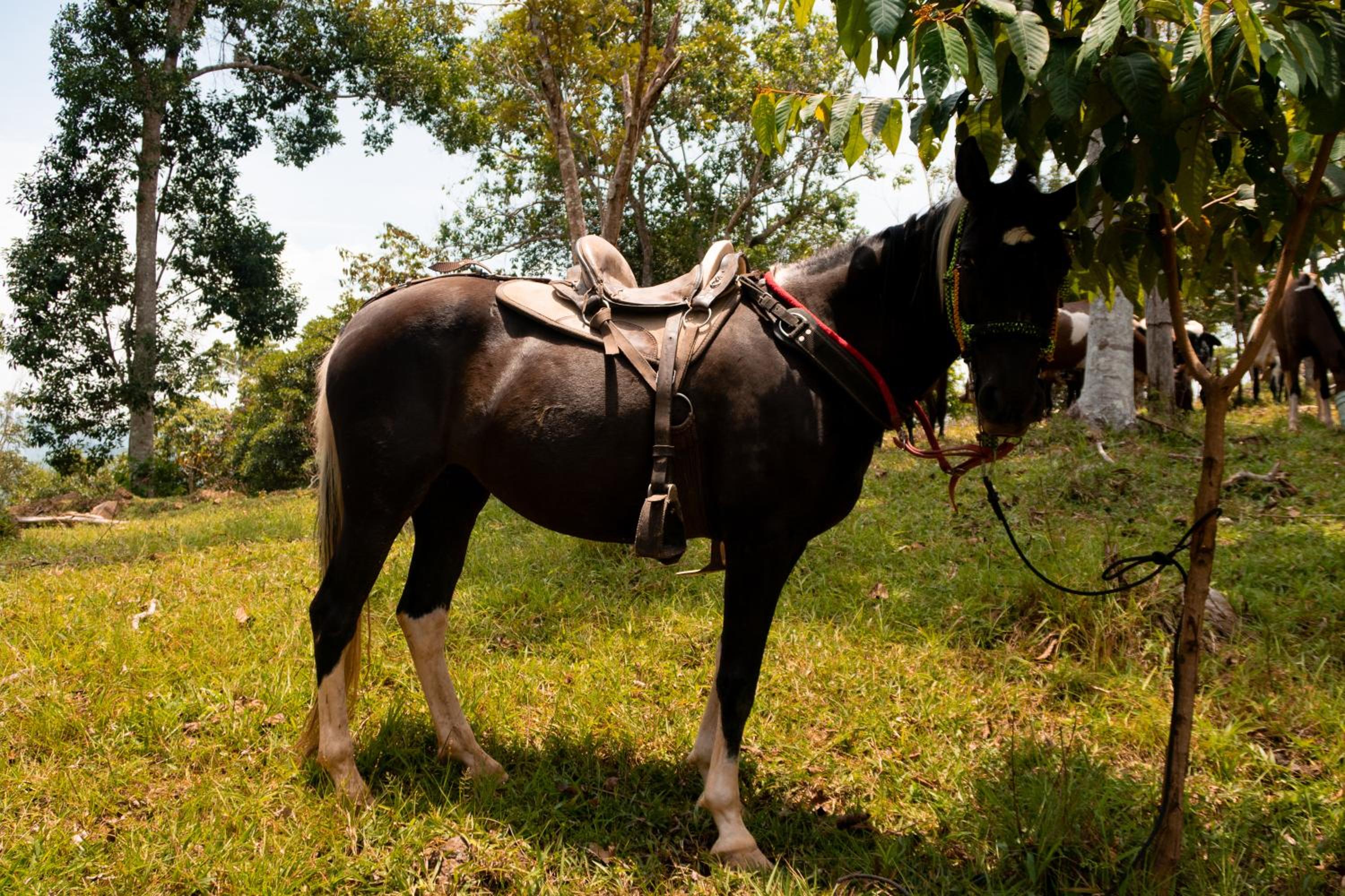 Hospedaje RioBosque San Carlos