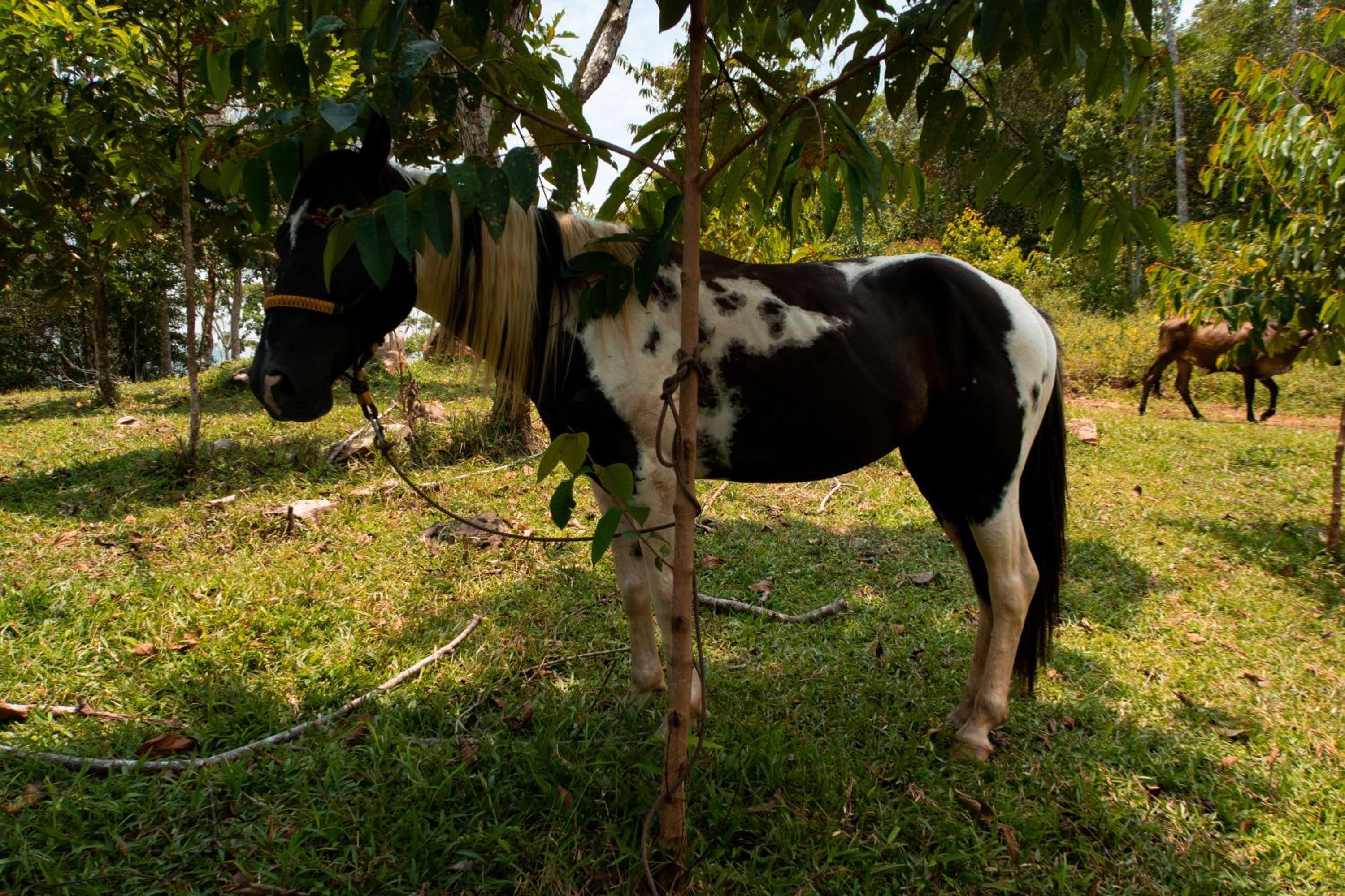 Hospedaje RioBosque San Carlos