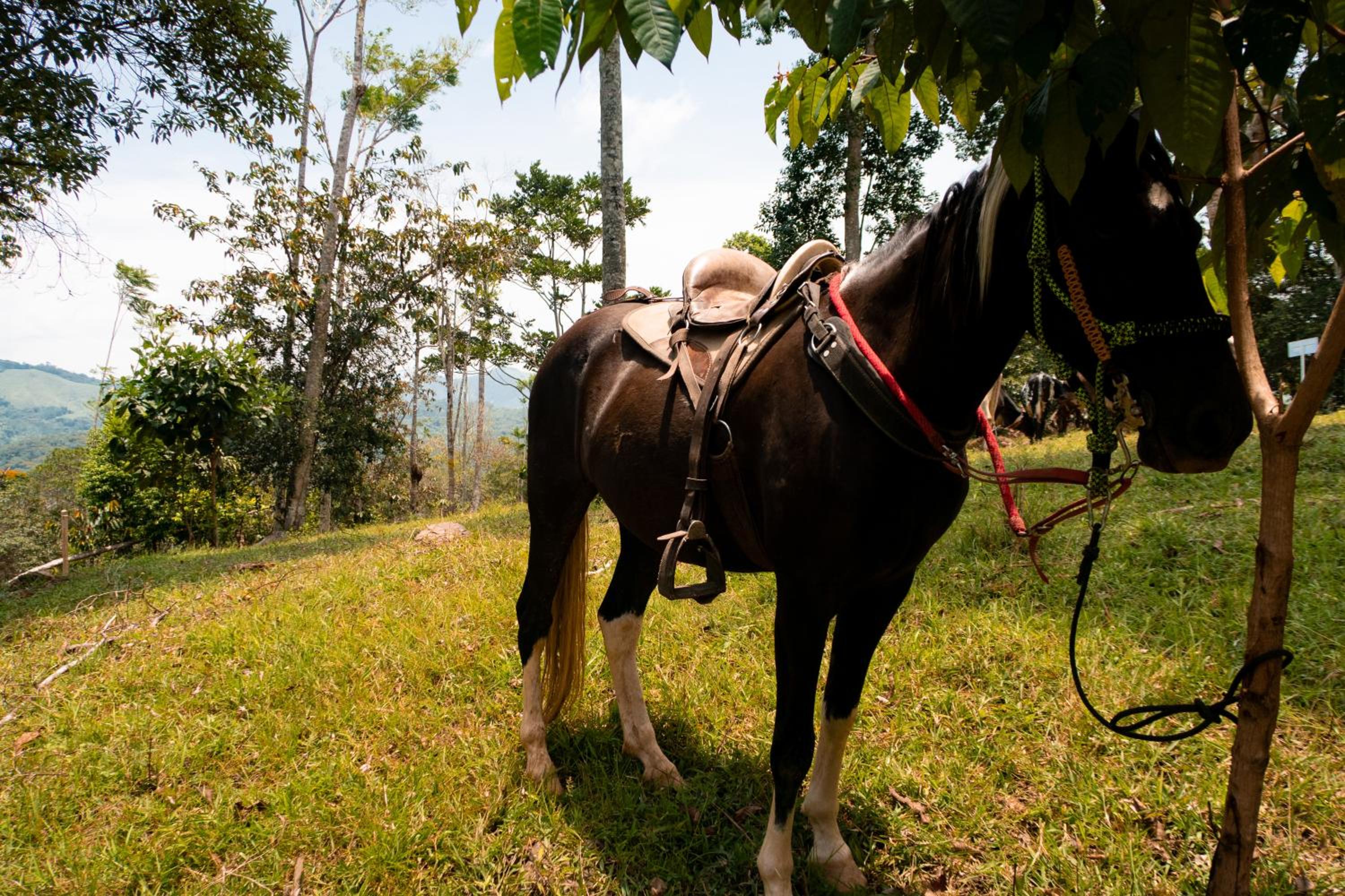 Hospedaje RioBosque San Carlos