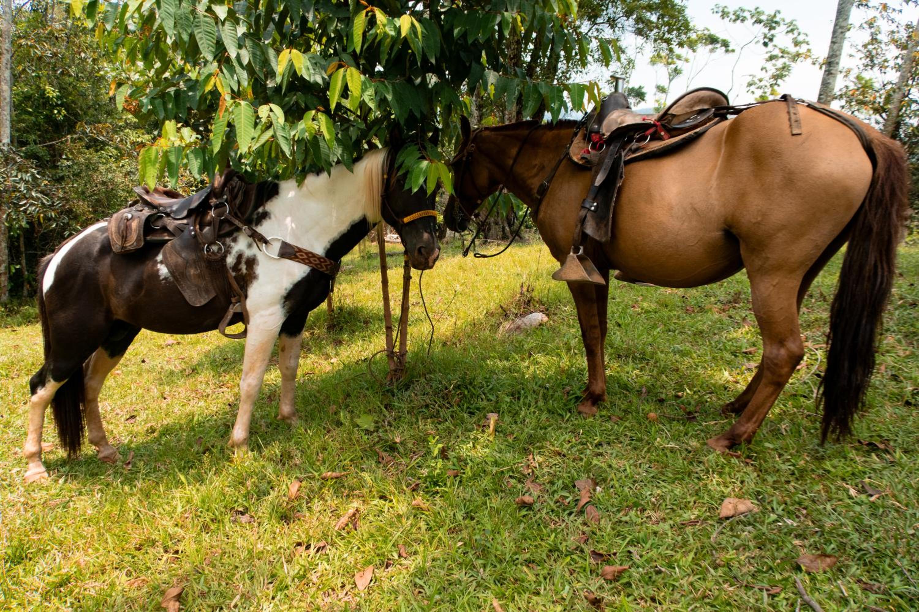 Hospedaje RioBosque San Carlos