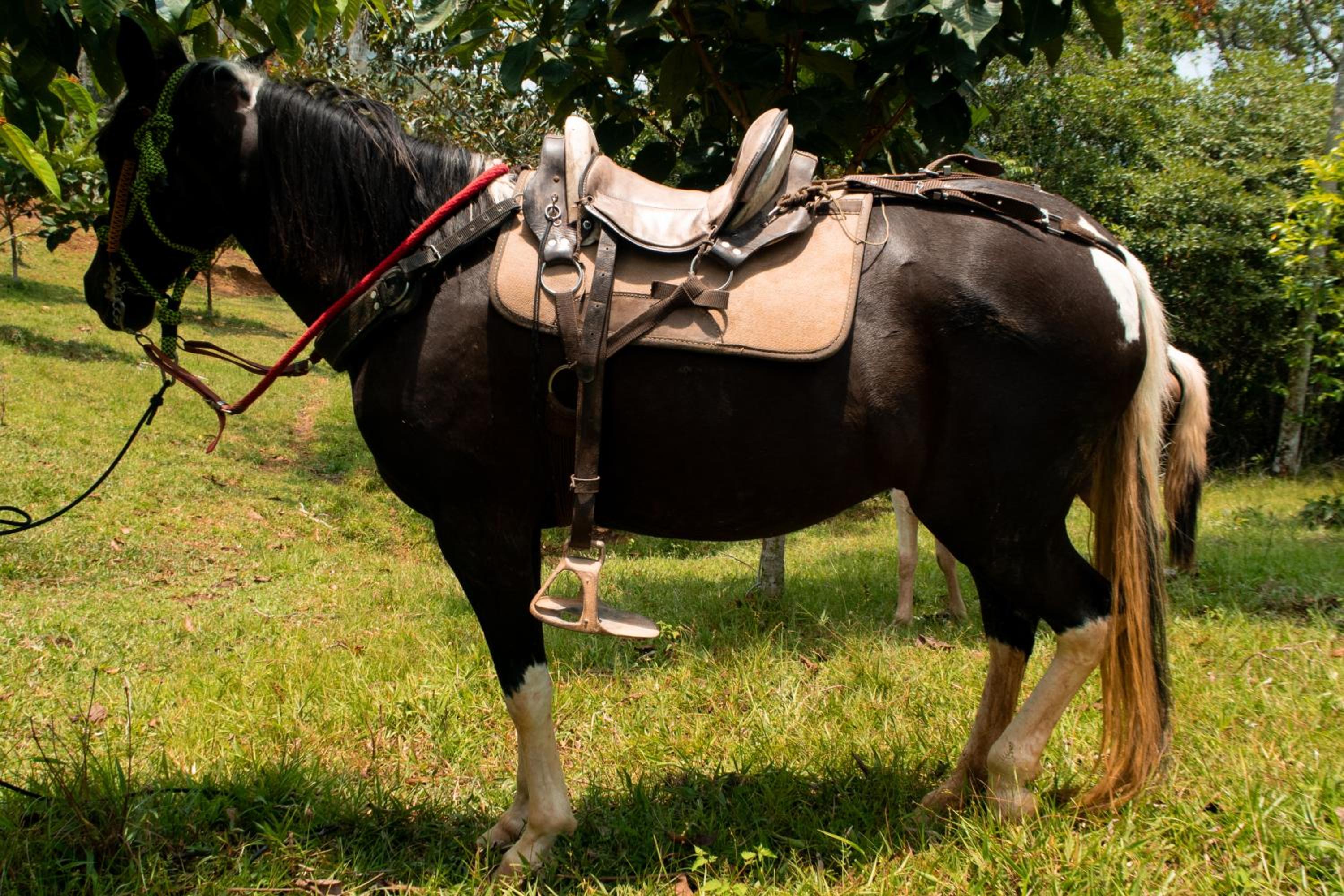 Hospedaje RioBosque San Carlos