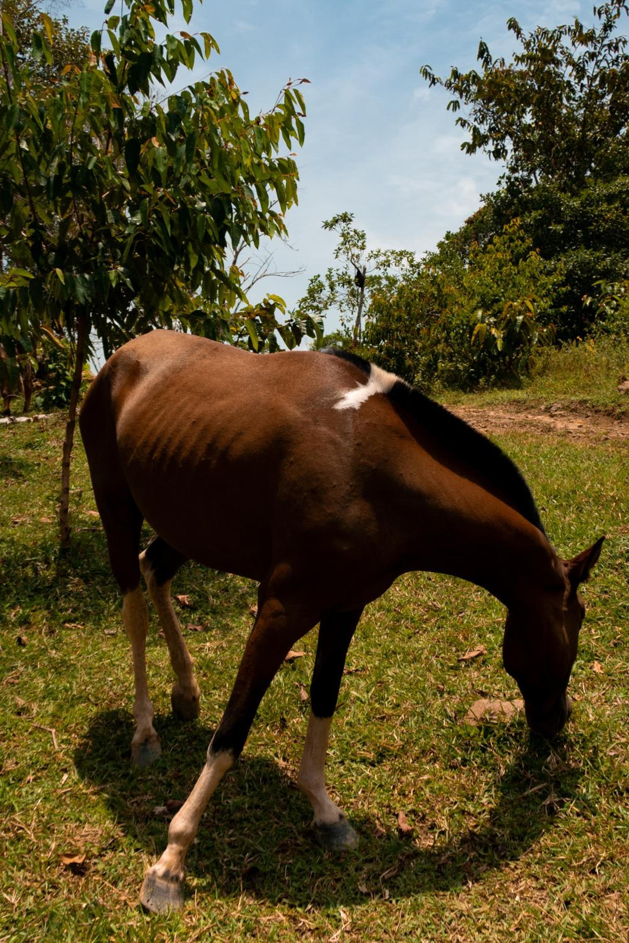 Hospedaje RioBosque San Carlos